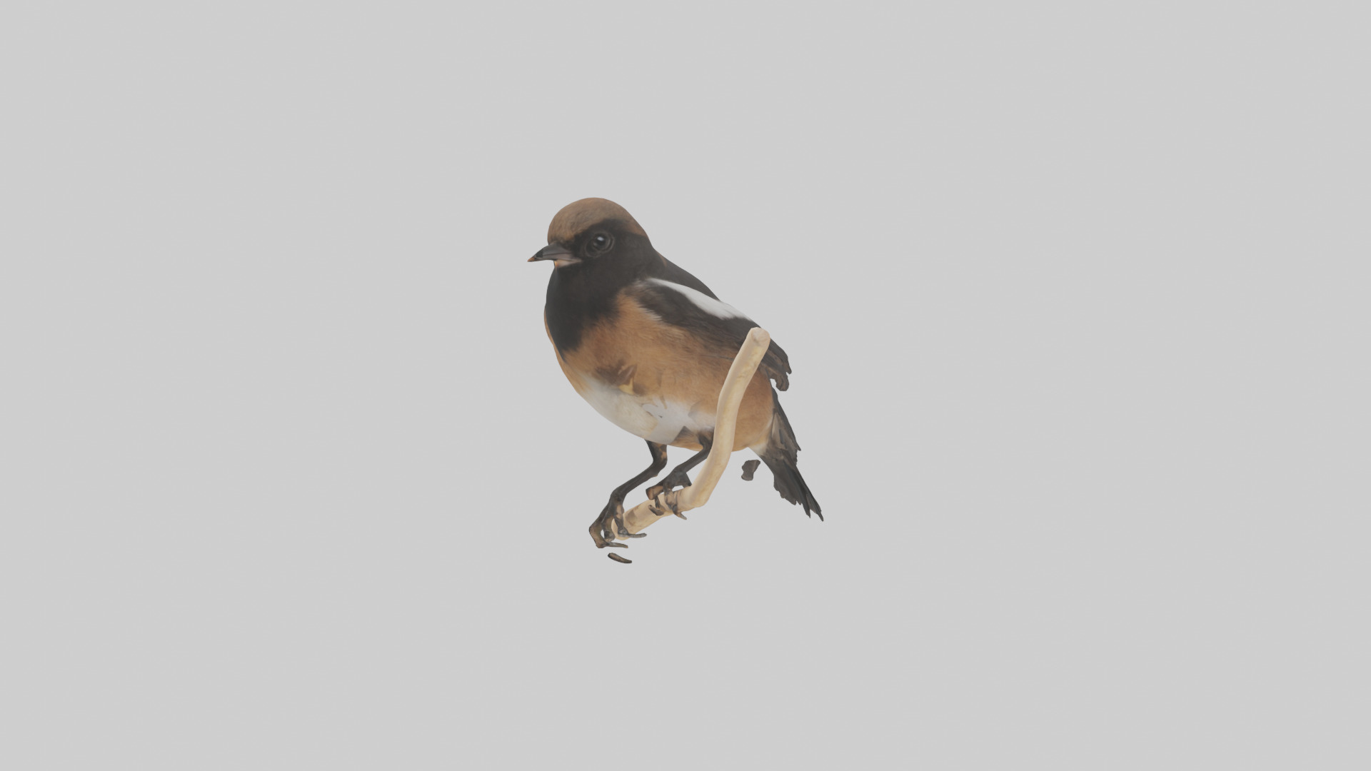 Pied Bushchat perched model Low-poly 3D model_12