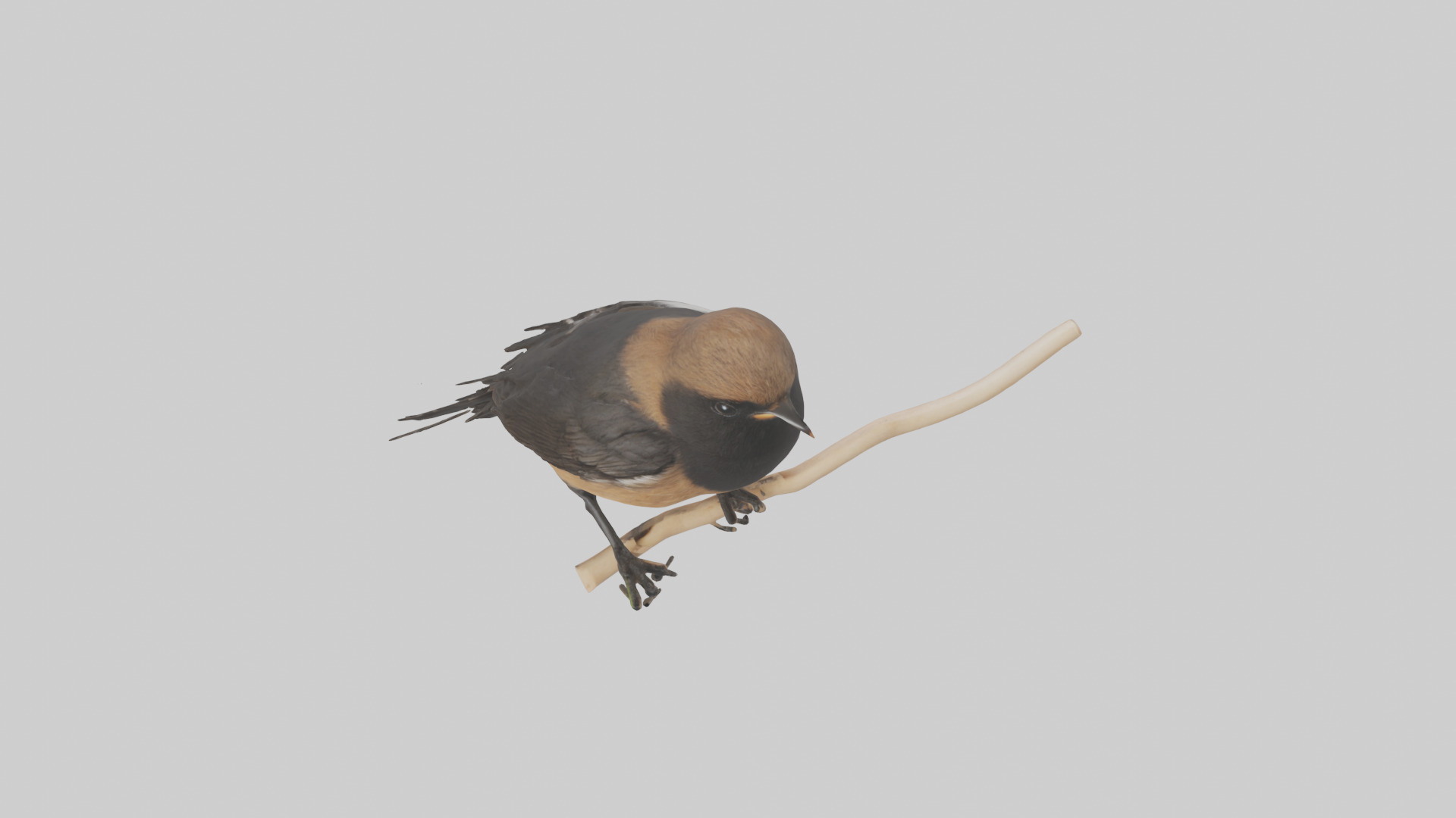 Pied Bushchat perched model Low-poly 3D model_16
