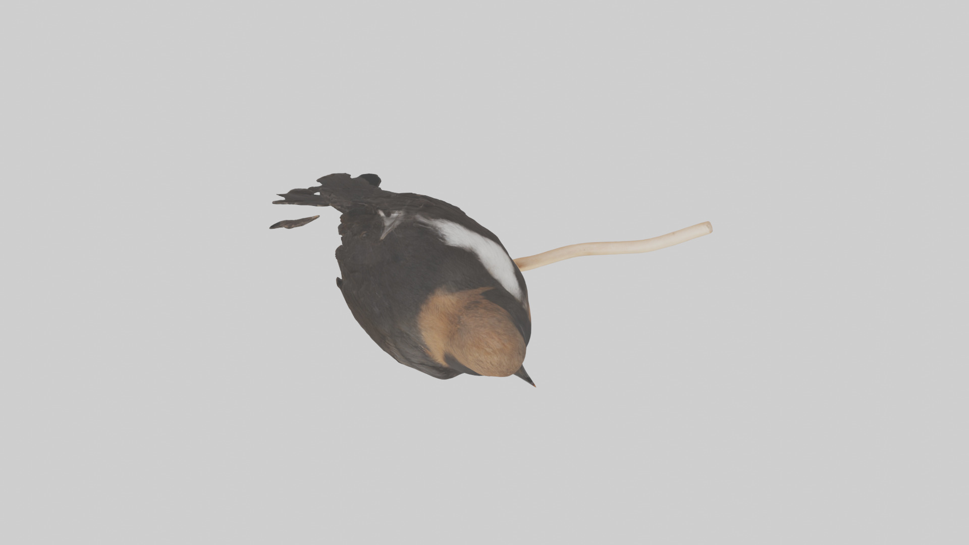 Pied Bushchat perched model Low-poly 3D model_14