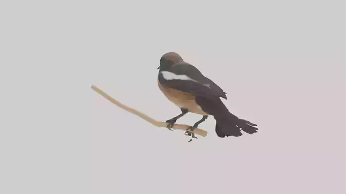 Pied Bushchat perched model