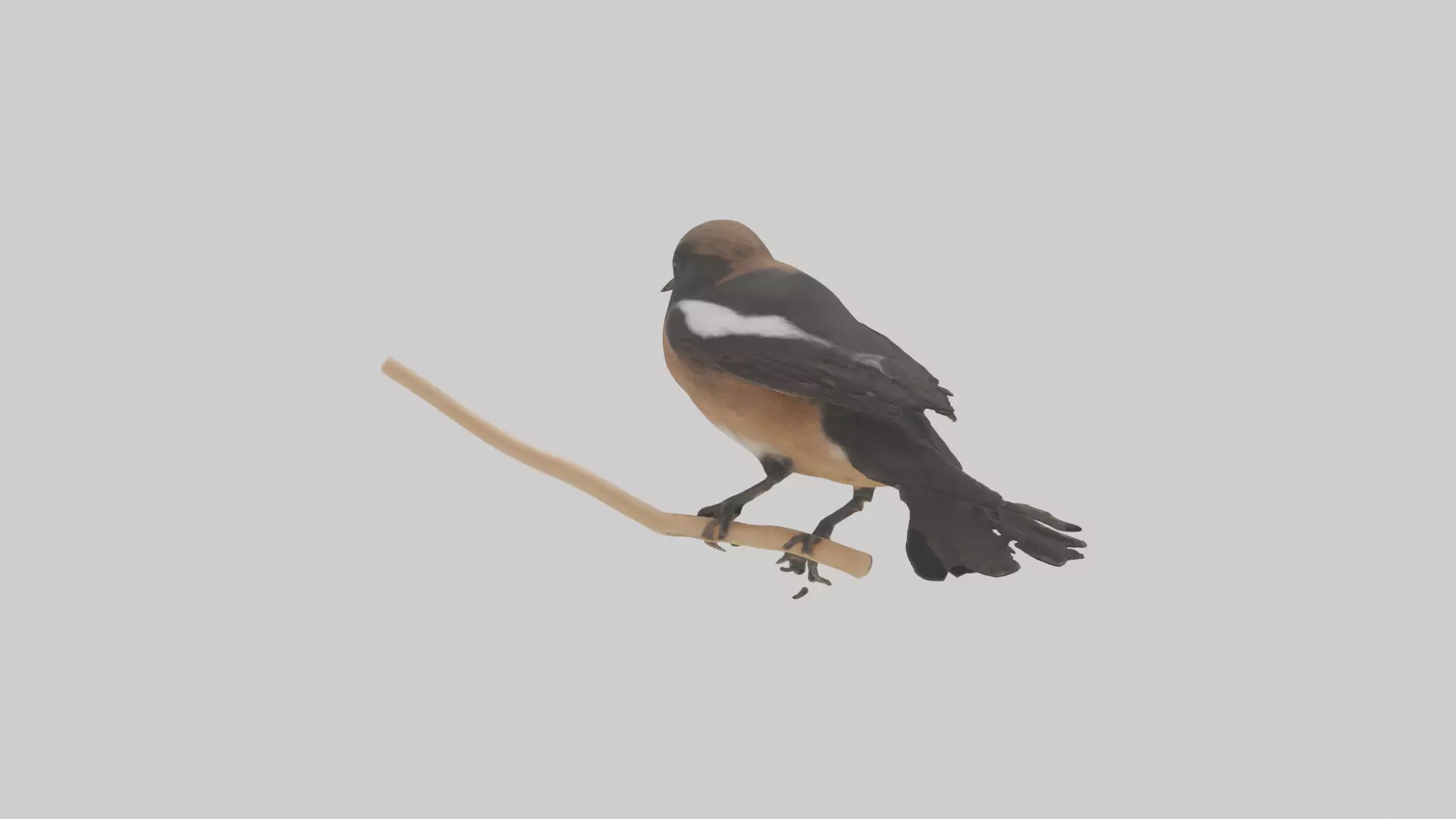 Pied Bushchat perched model Low-poly 3D model_0
