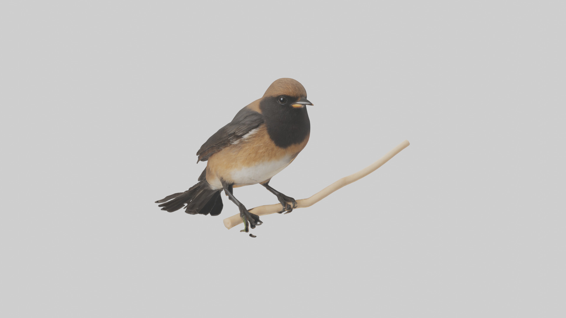 Pied Bushchat perched model Low-poly 3D model_9