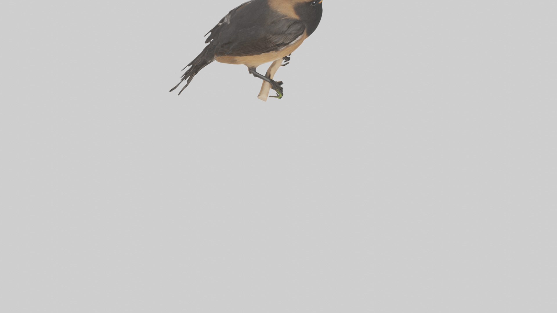 Pied Bushchat perched model Low-poly 3D model_6