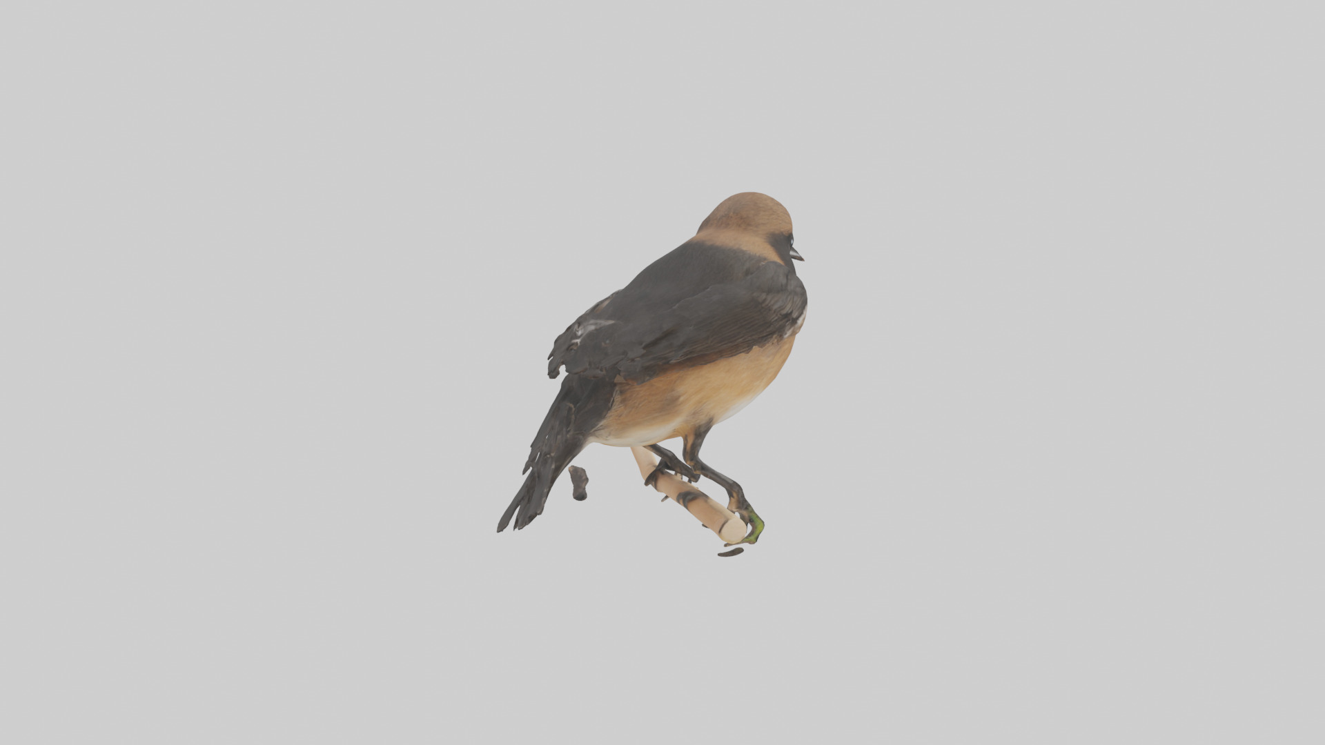 Pied Bushchat perched model Low-poly 3D model_13