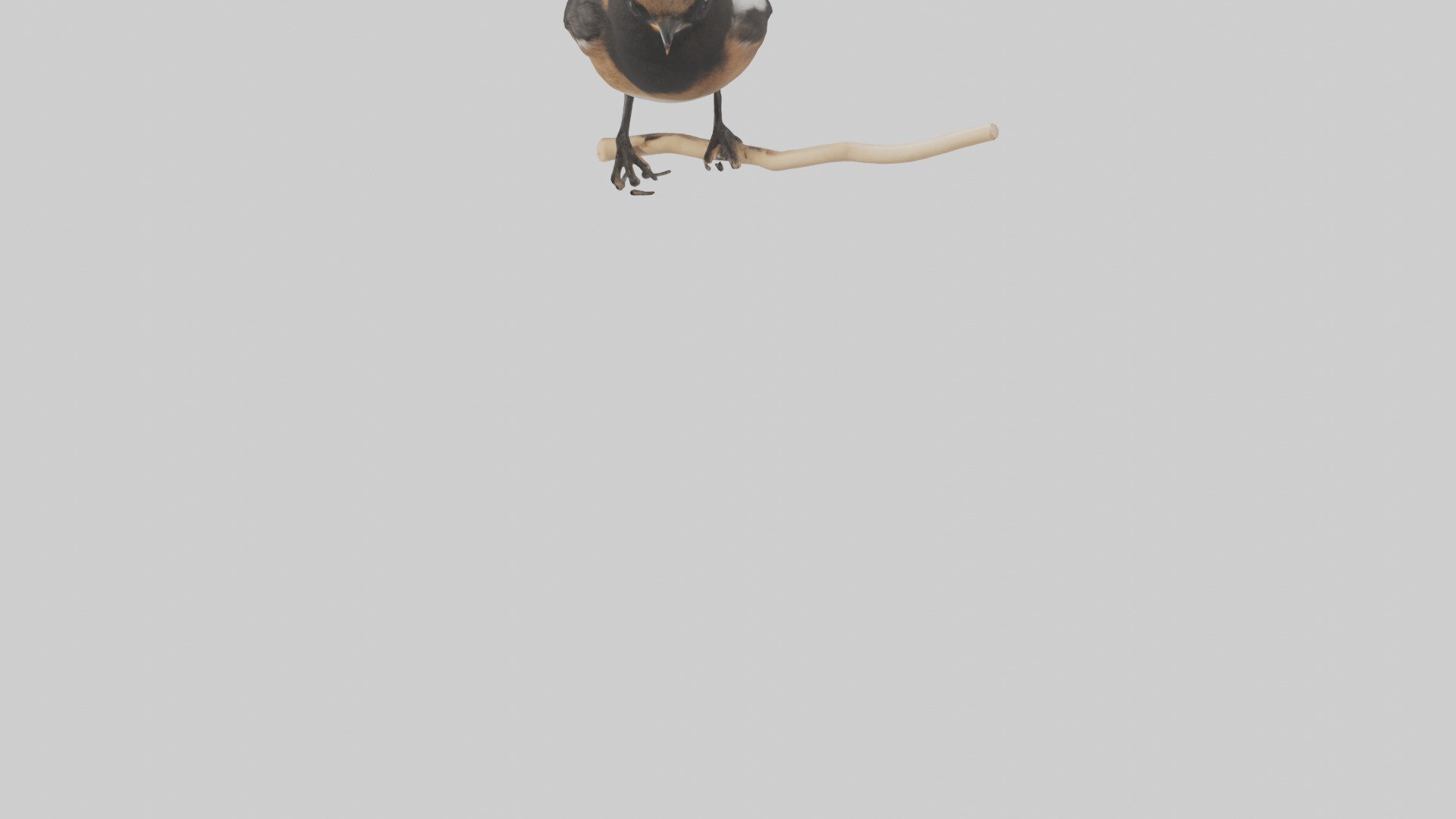 Pied Bushchat perched model Low-poly 3D model_5