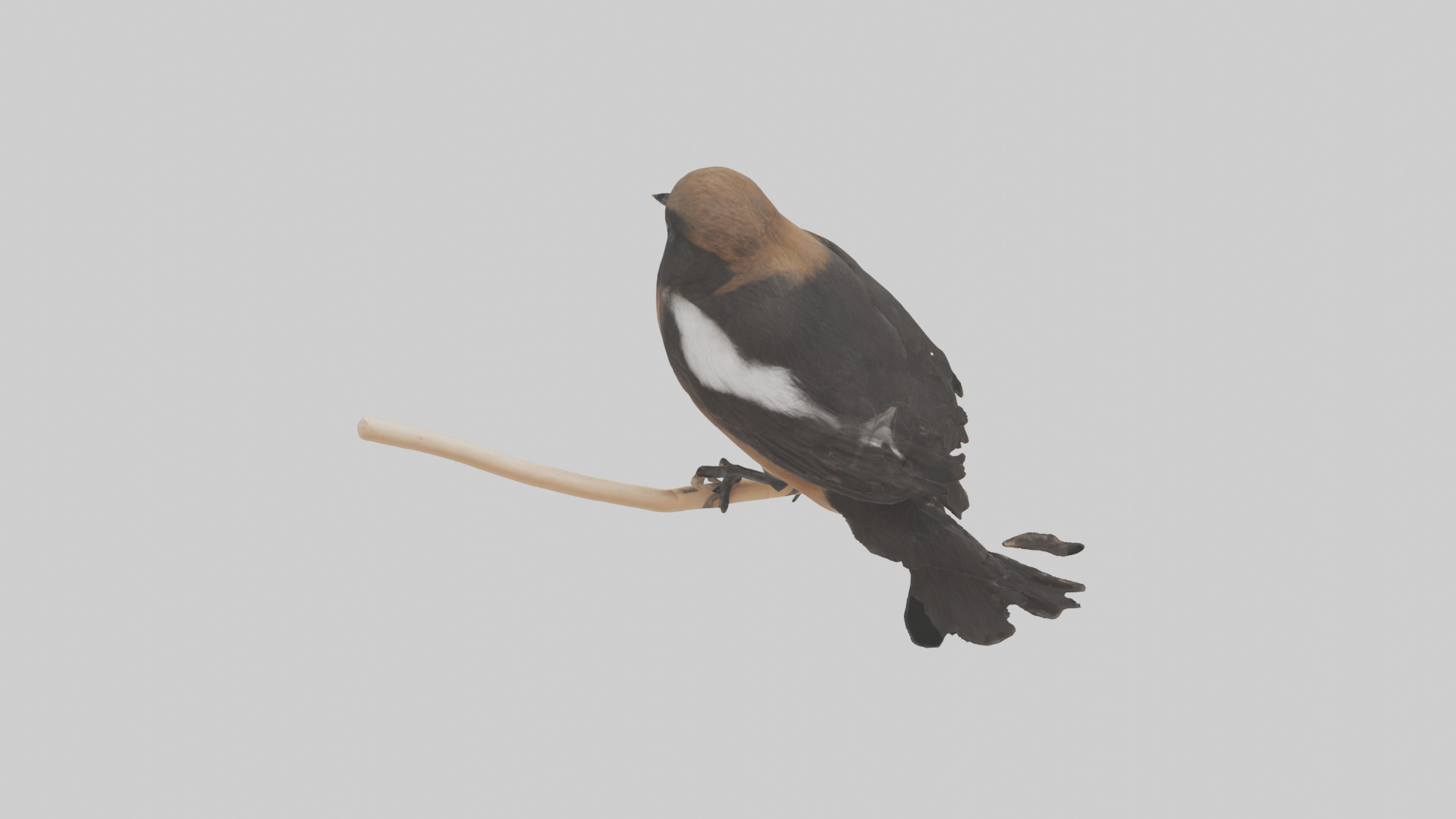 Pied Bushchat perched model Low-poly 3D model_15