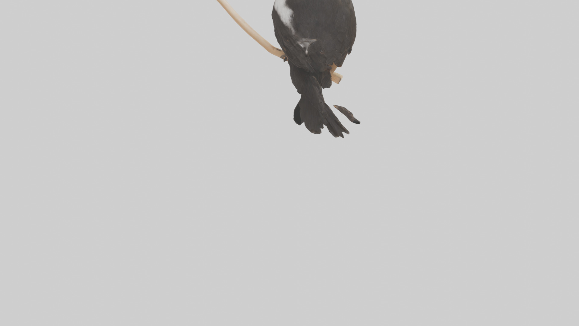 Pied Bushchat perched model Low-poly 3D model_4