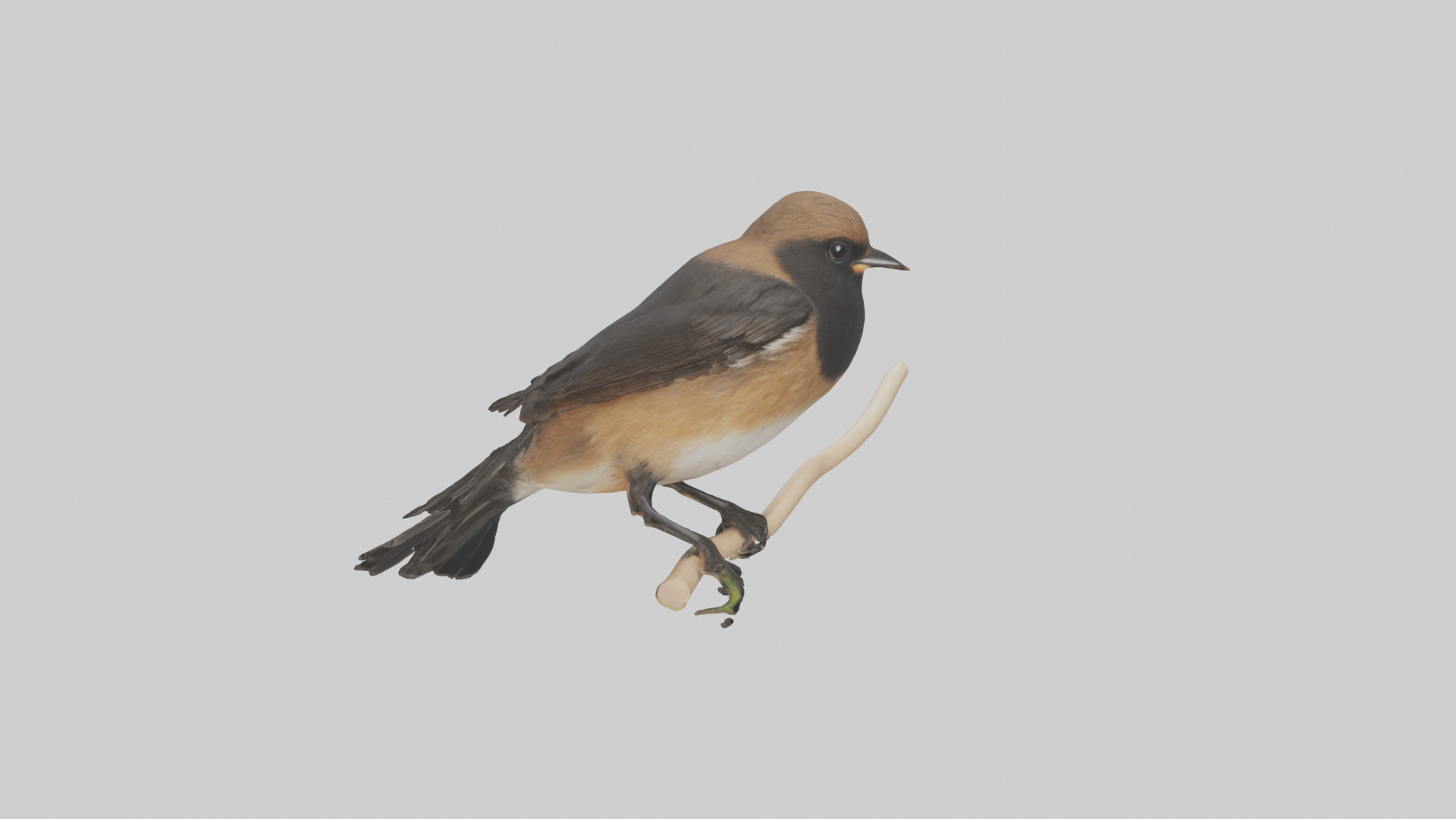 Pied Bushchat perched model Low-poly 3D model_11
