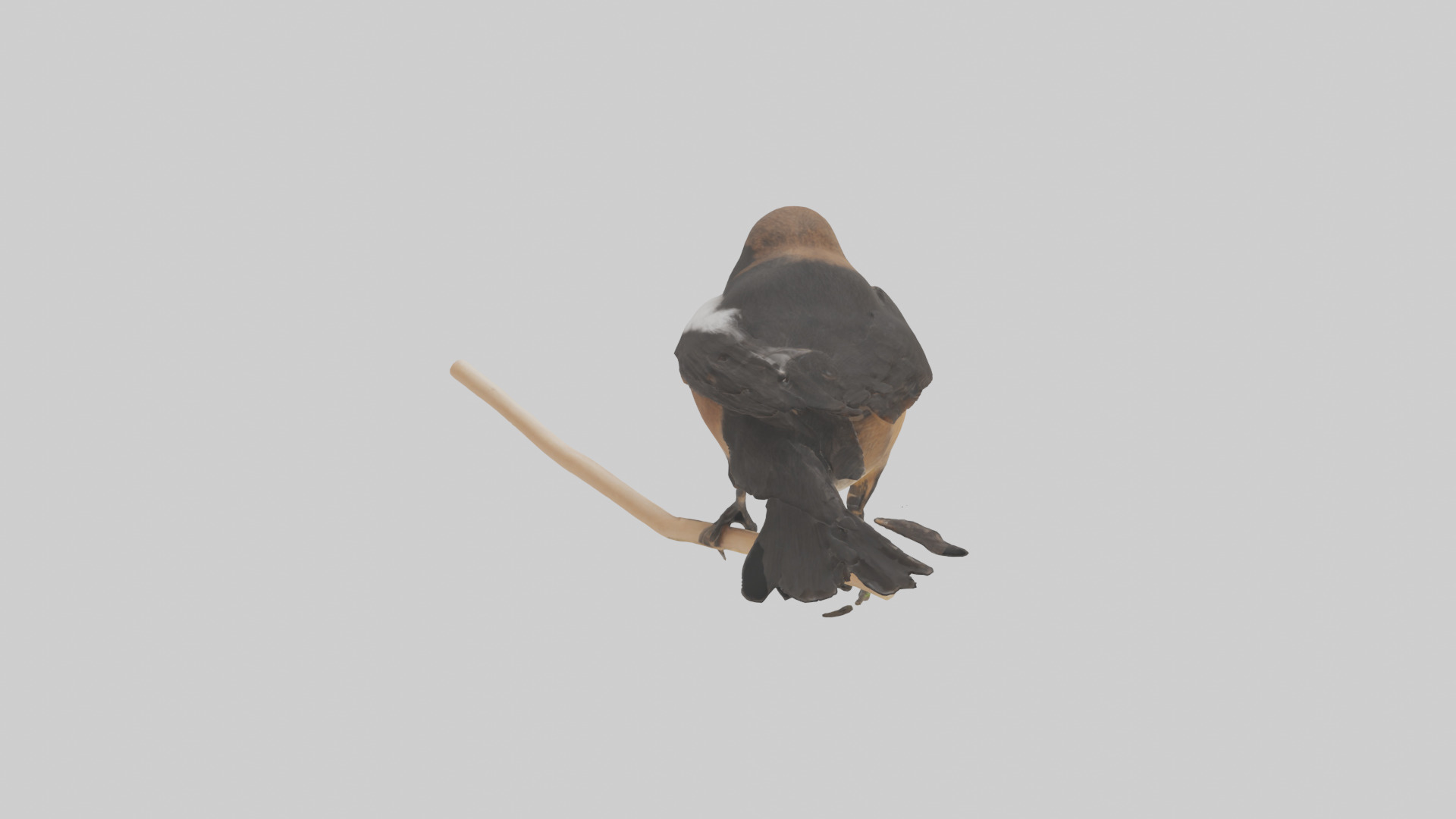 Pied Bushchat perched model Low-poly 3D model_2