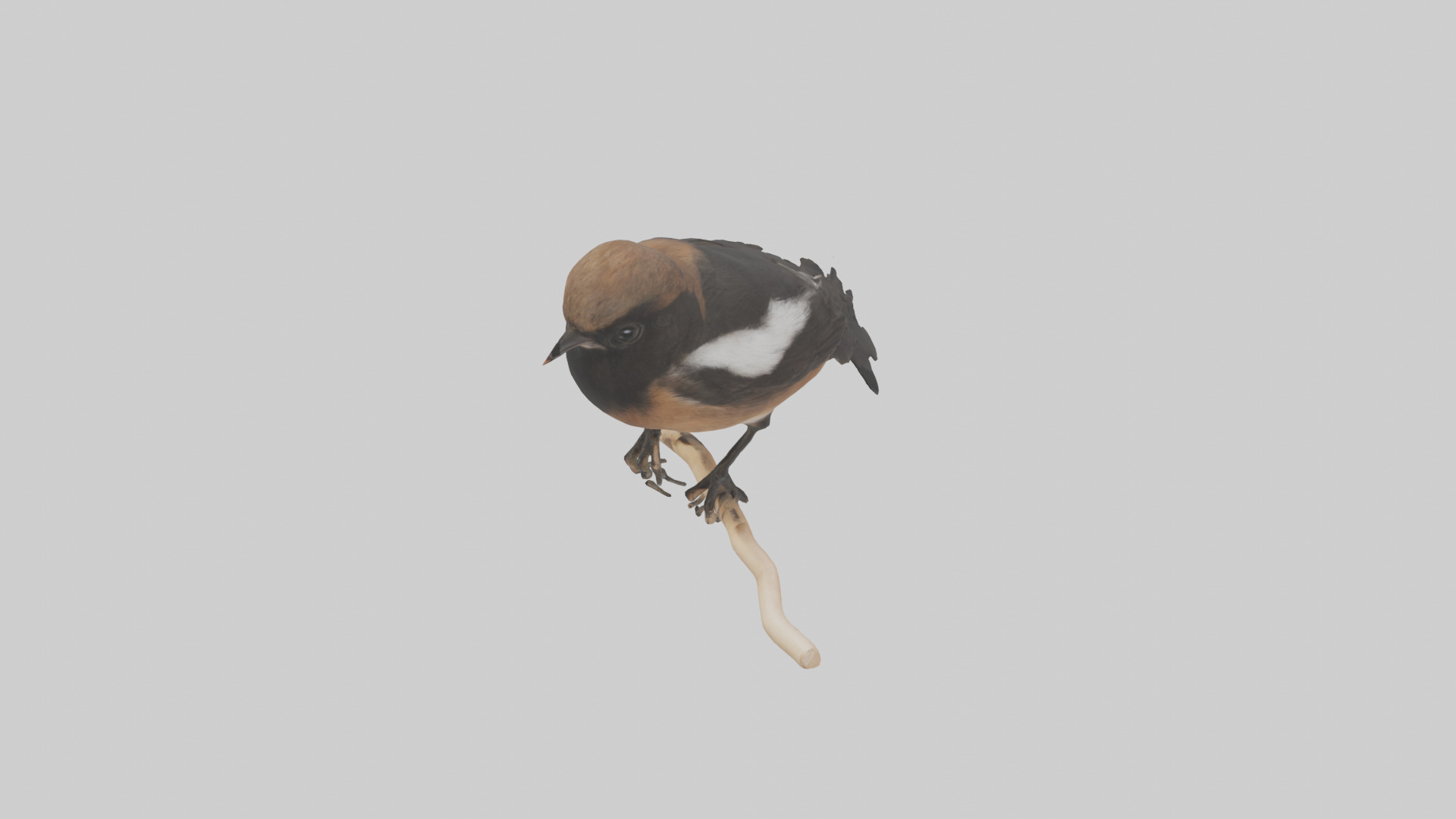 Pied Bushchat perched model Low-poly 3D model_17