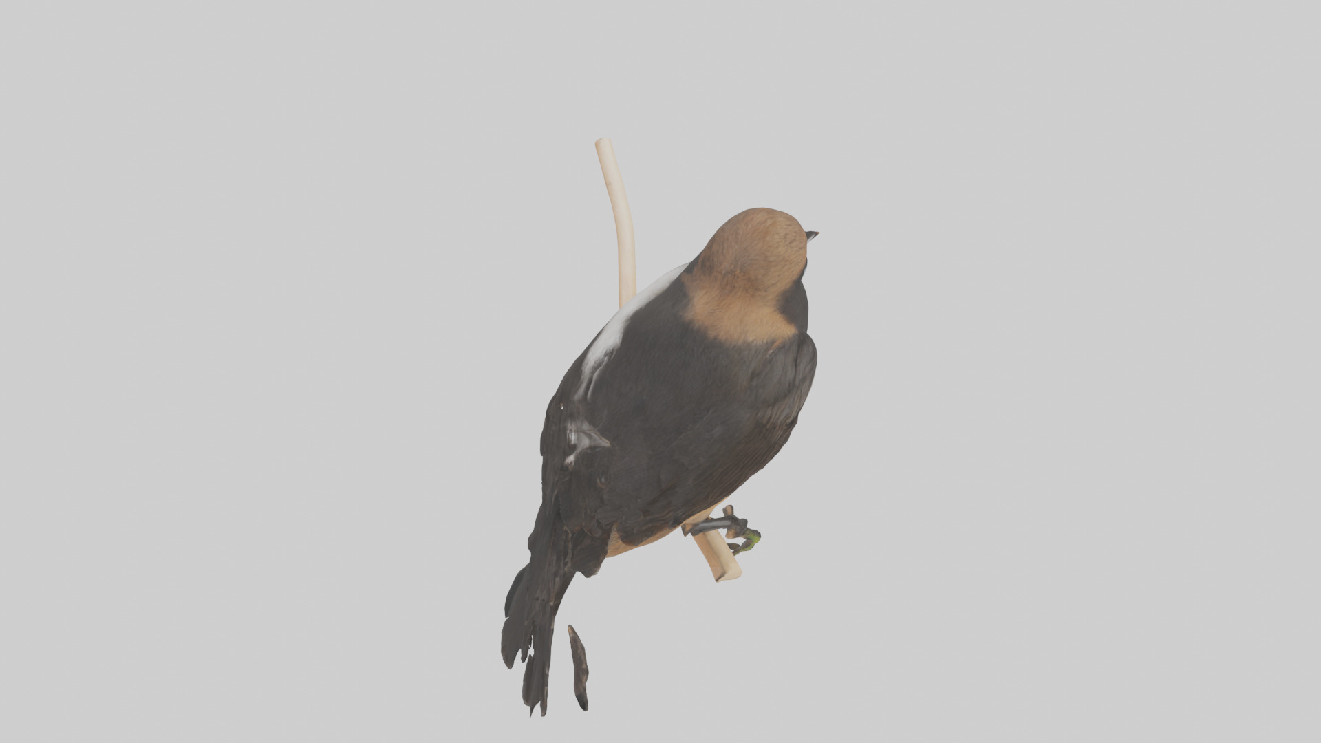 Pied Bushchat perched model Low-poly 3D model_18