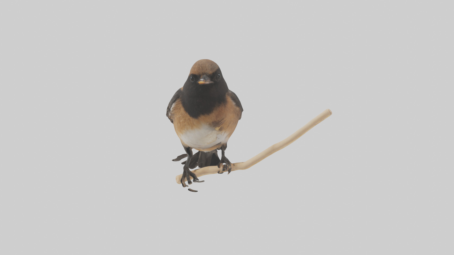 Pied Bushchat perched model Low-poly 3D model_10