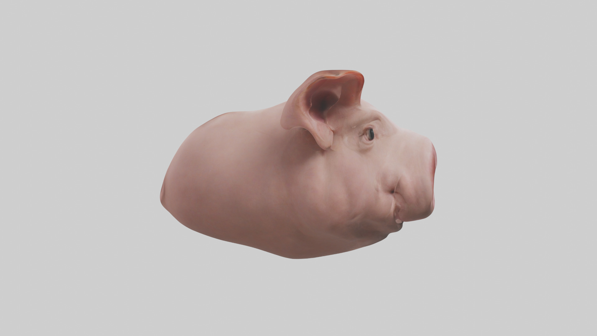 Pig Snout Model Low-poly 3D model_13