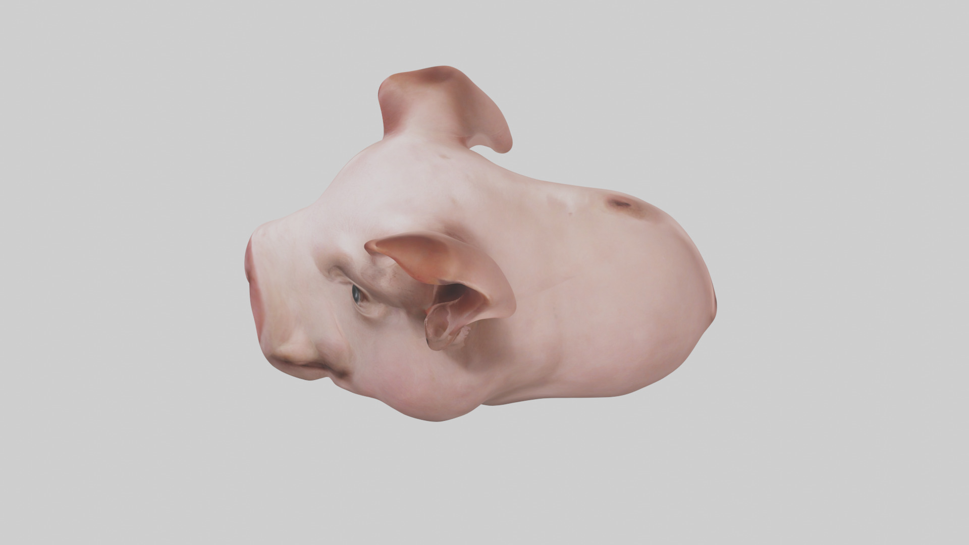 Pig Snout Model Low-poly 3D model_17