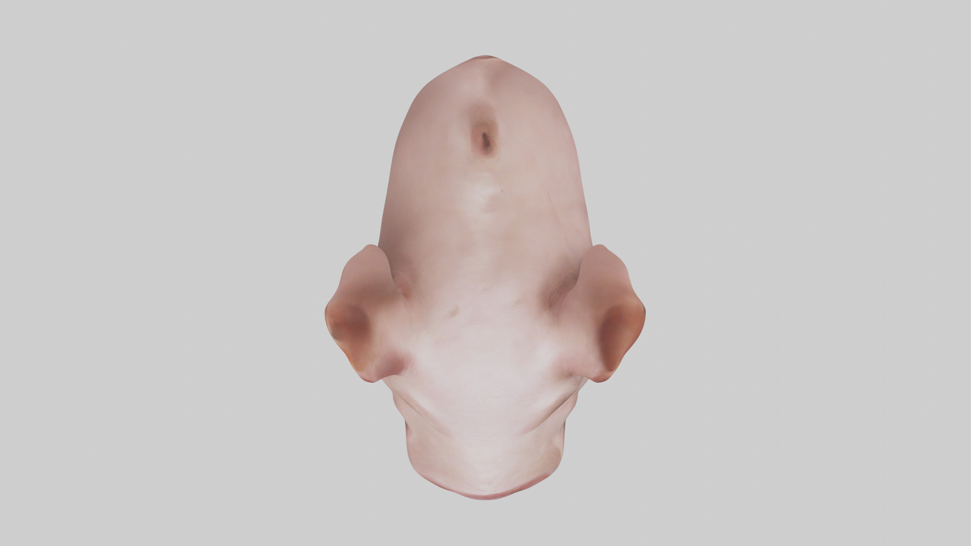 Pig Snout Model Low-poly 3D model_14