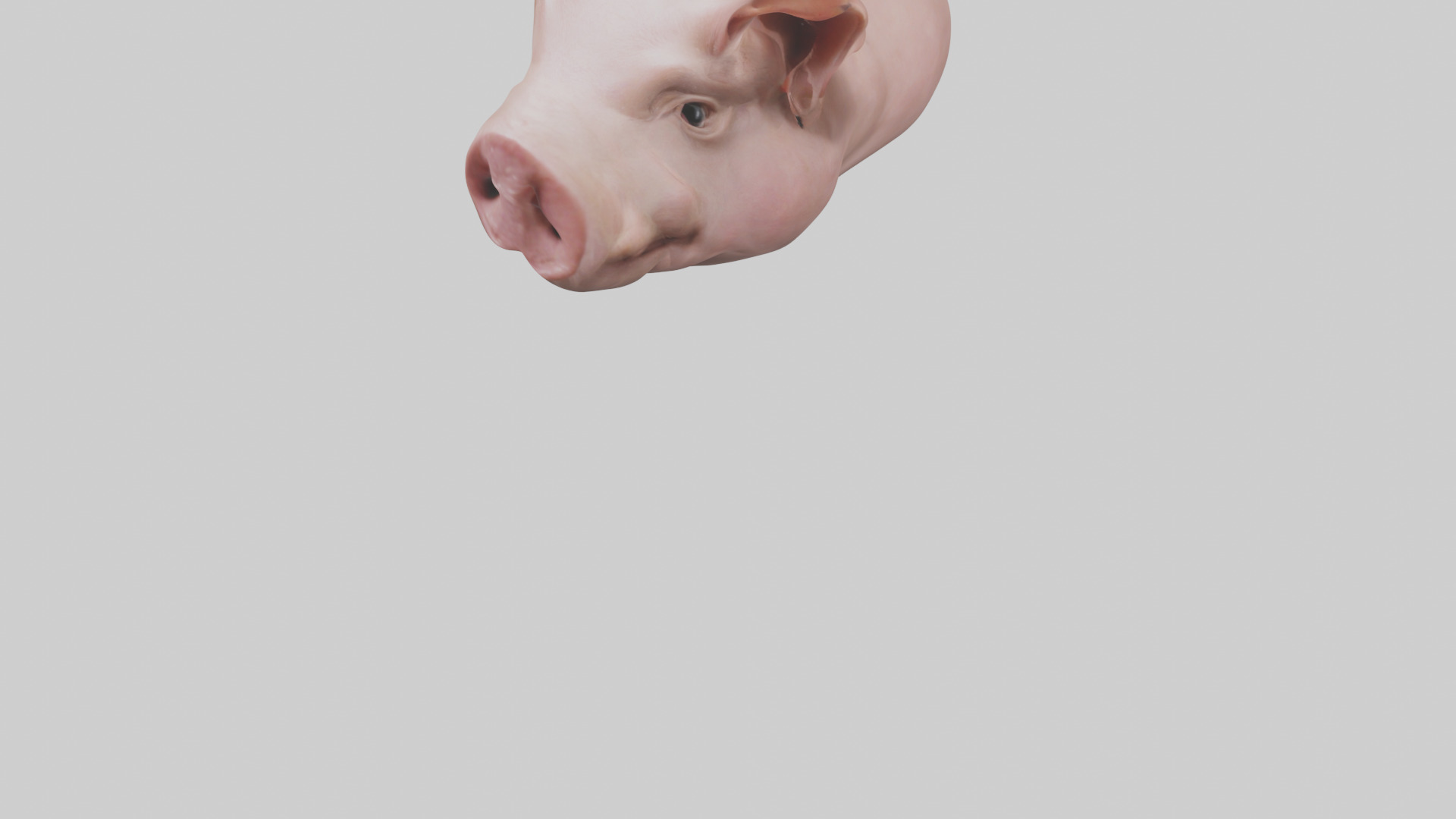 Pig Snout Model Low-poly 3D model_8