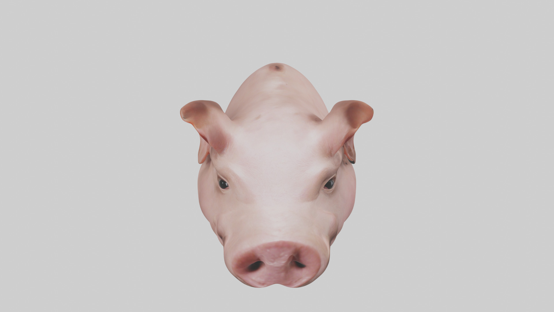 Pig Snout Model Low-poly 3D model_16