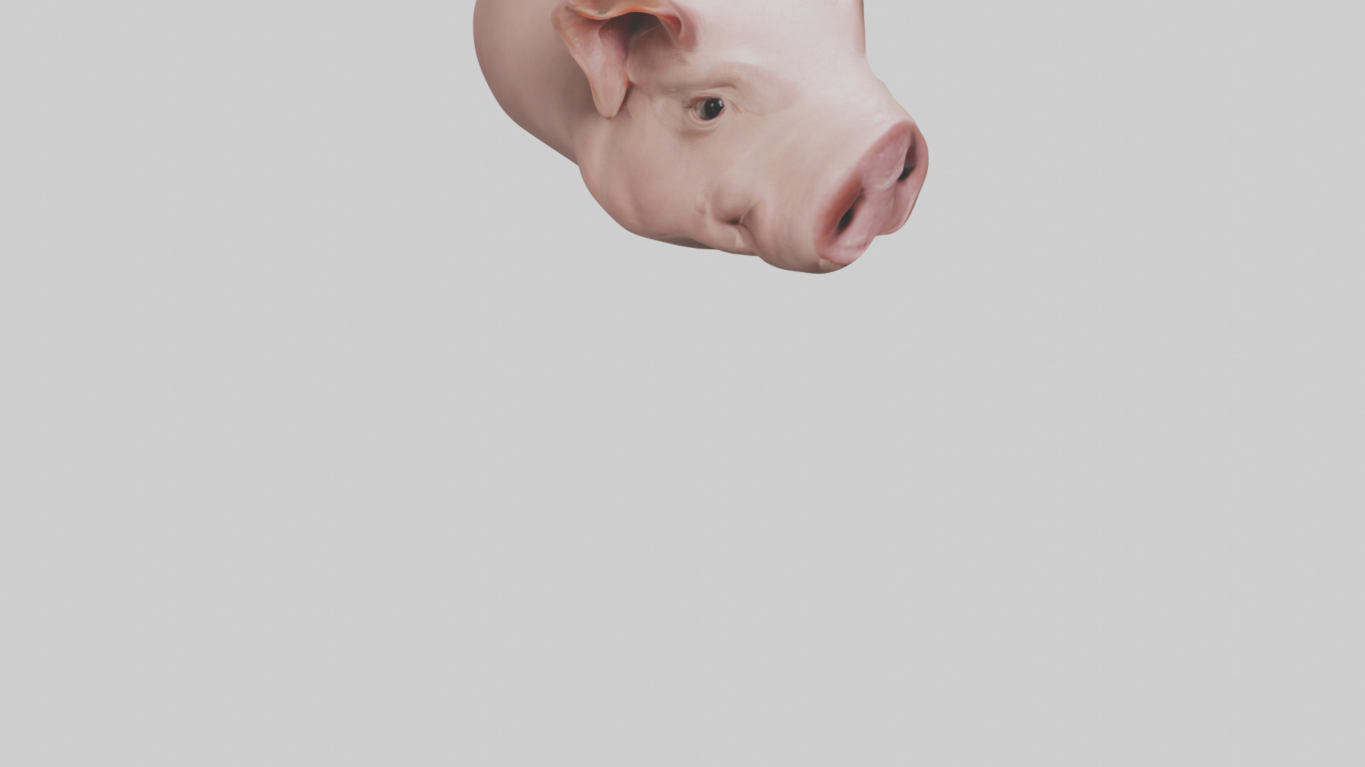 Pig Snout Model Low-poly 3D model_9