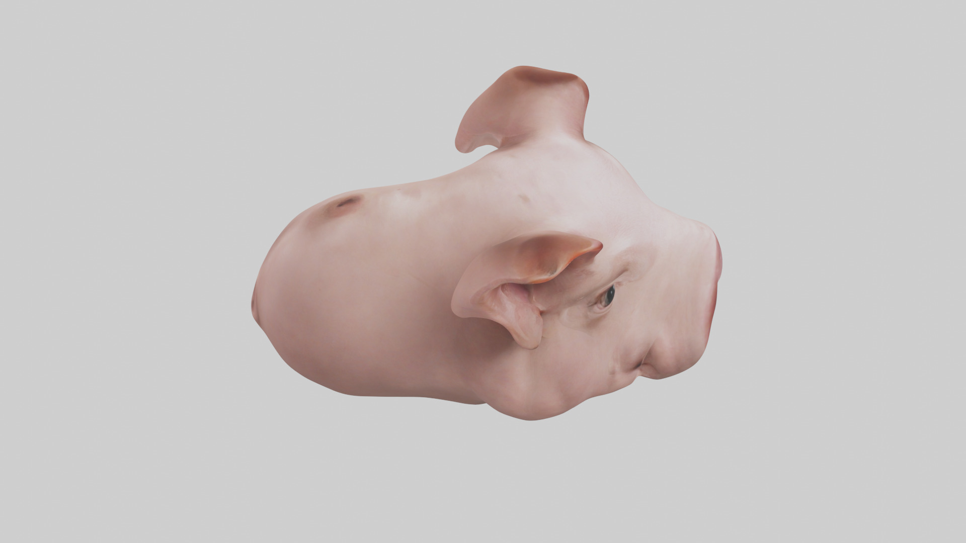 Pig Snout Model Low-poly 3D model_18