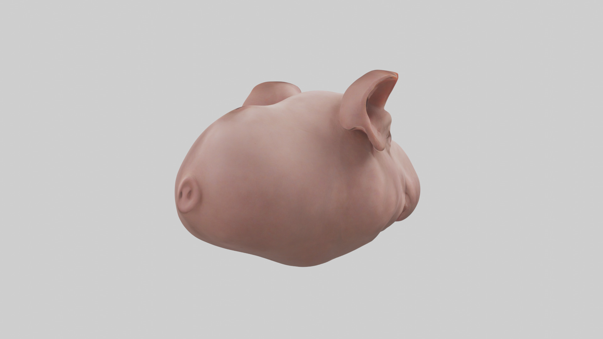 Pig Snout Model Low-poly 3D model_5