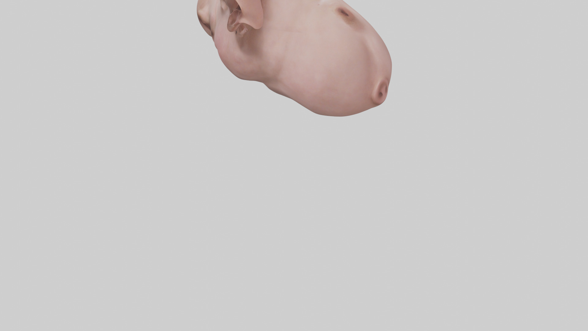 Pig Snout Model Low-poly 3D model_6