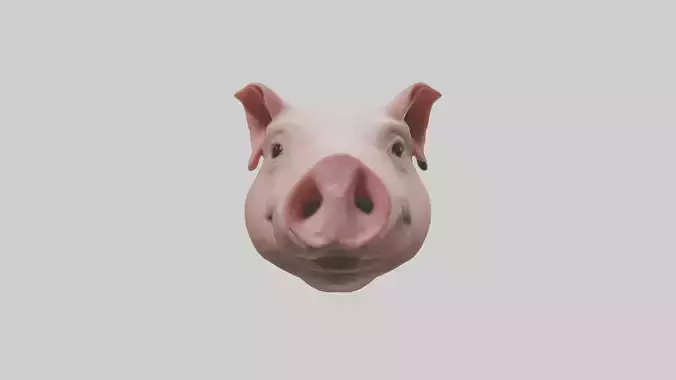 Pig Snout Model