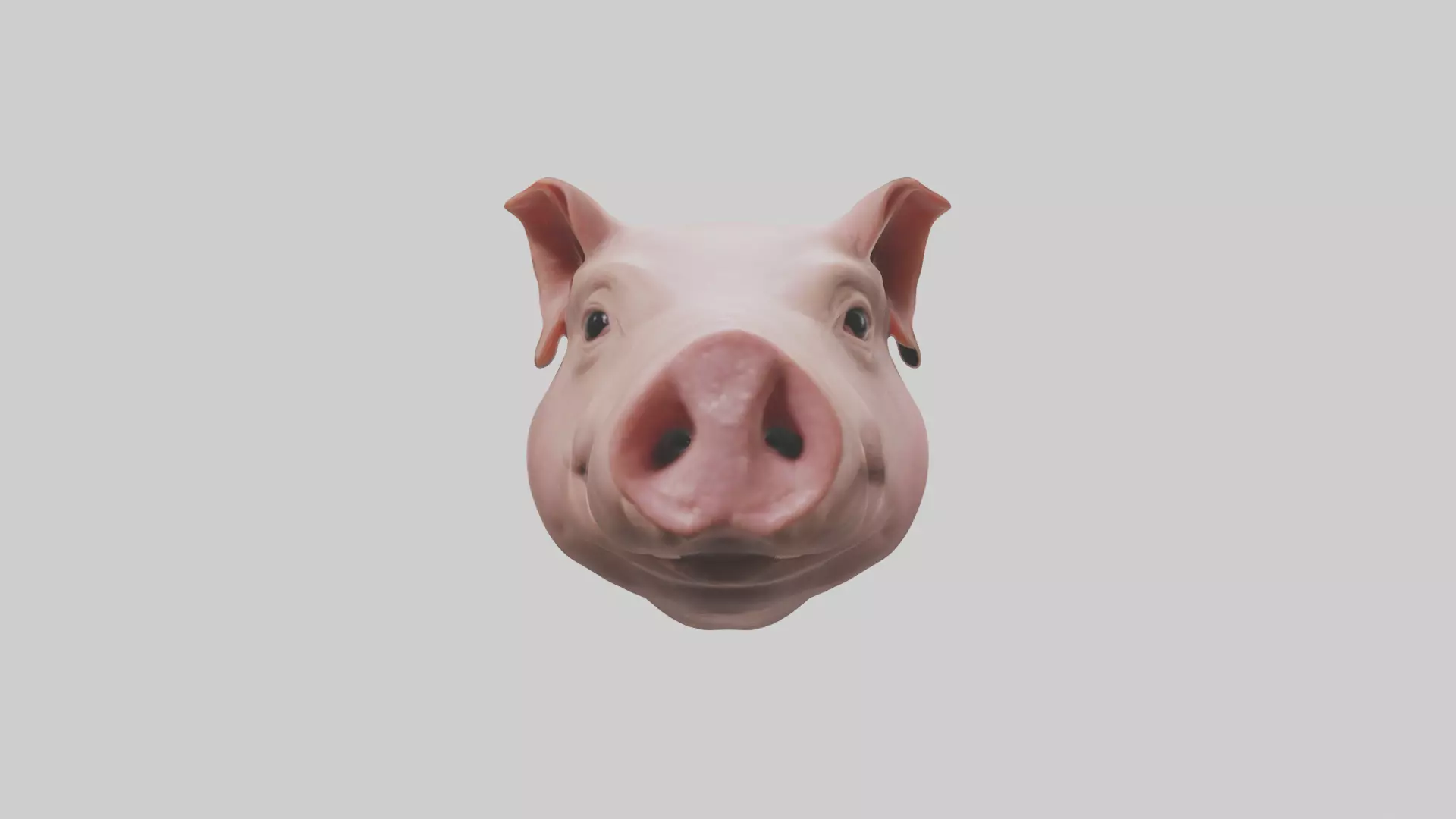 Pig Snout Model Low-poly 3D model_0