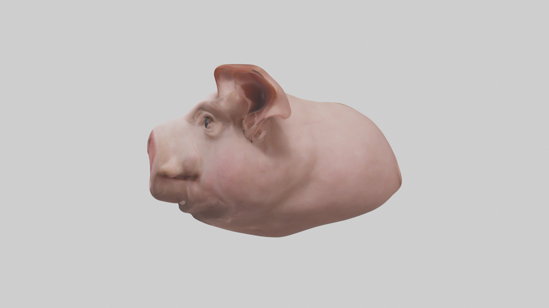Pig Snout Model Low-poly 3D model_12