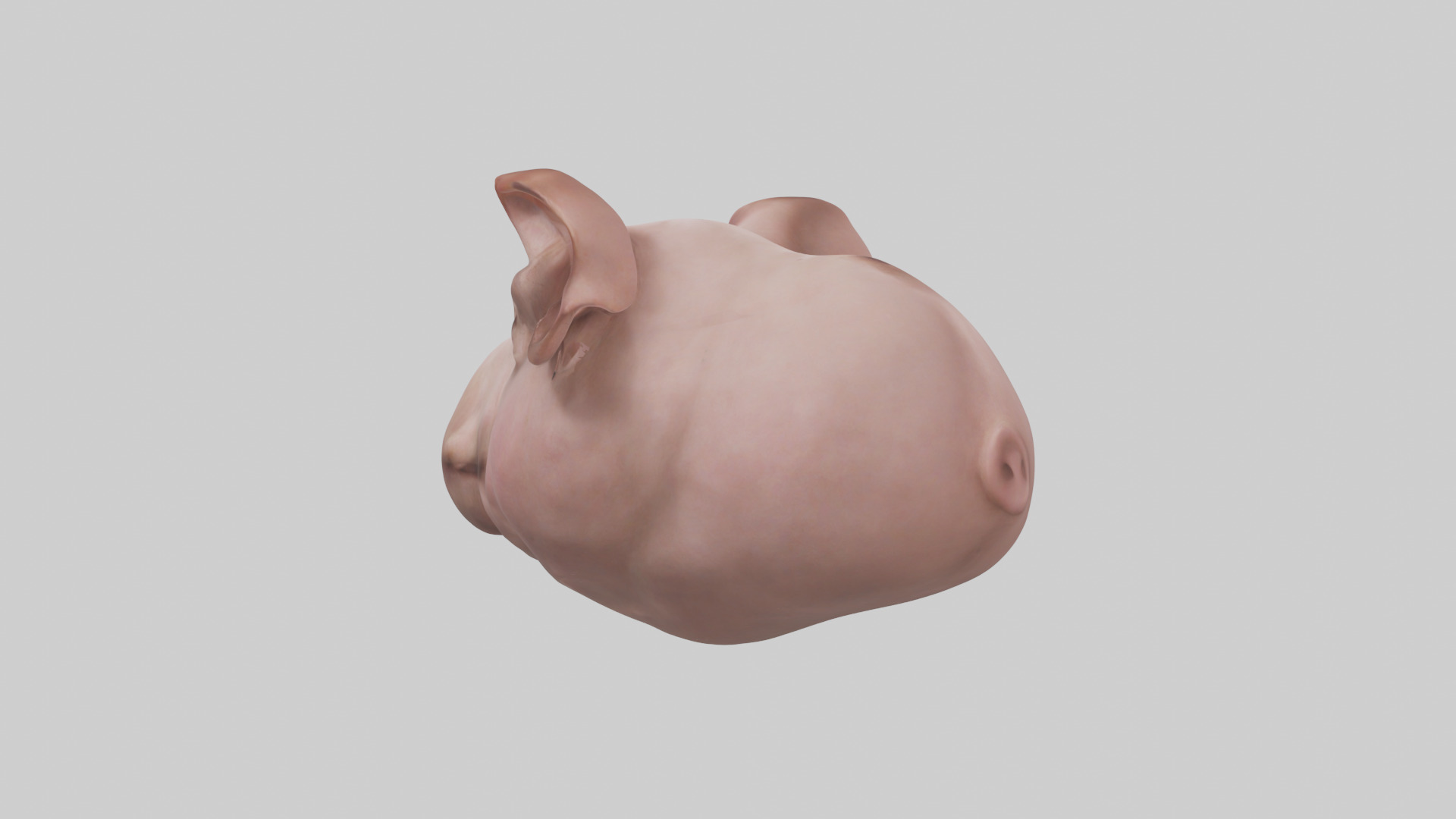 Pig Snout Model Low-poly 3D model_4
