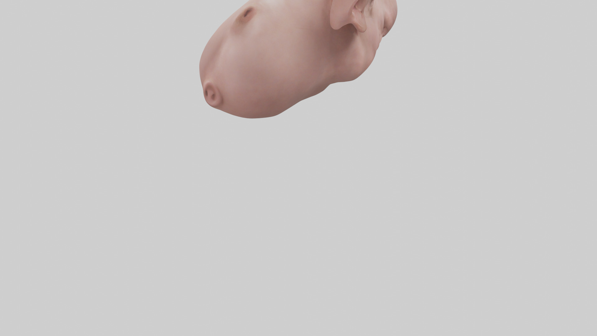 Pig Snout Model Low-poly 3D model_7