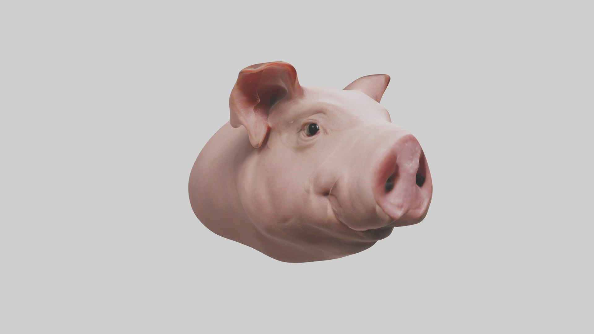 Pig Snout Model Low-poly 3D model_1