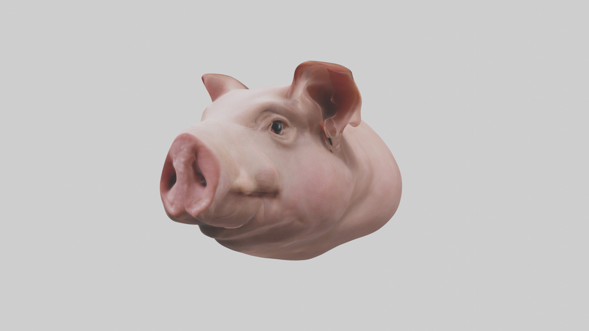 Pig Snout Model Low-poly 3D model_2