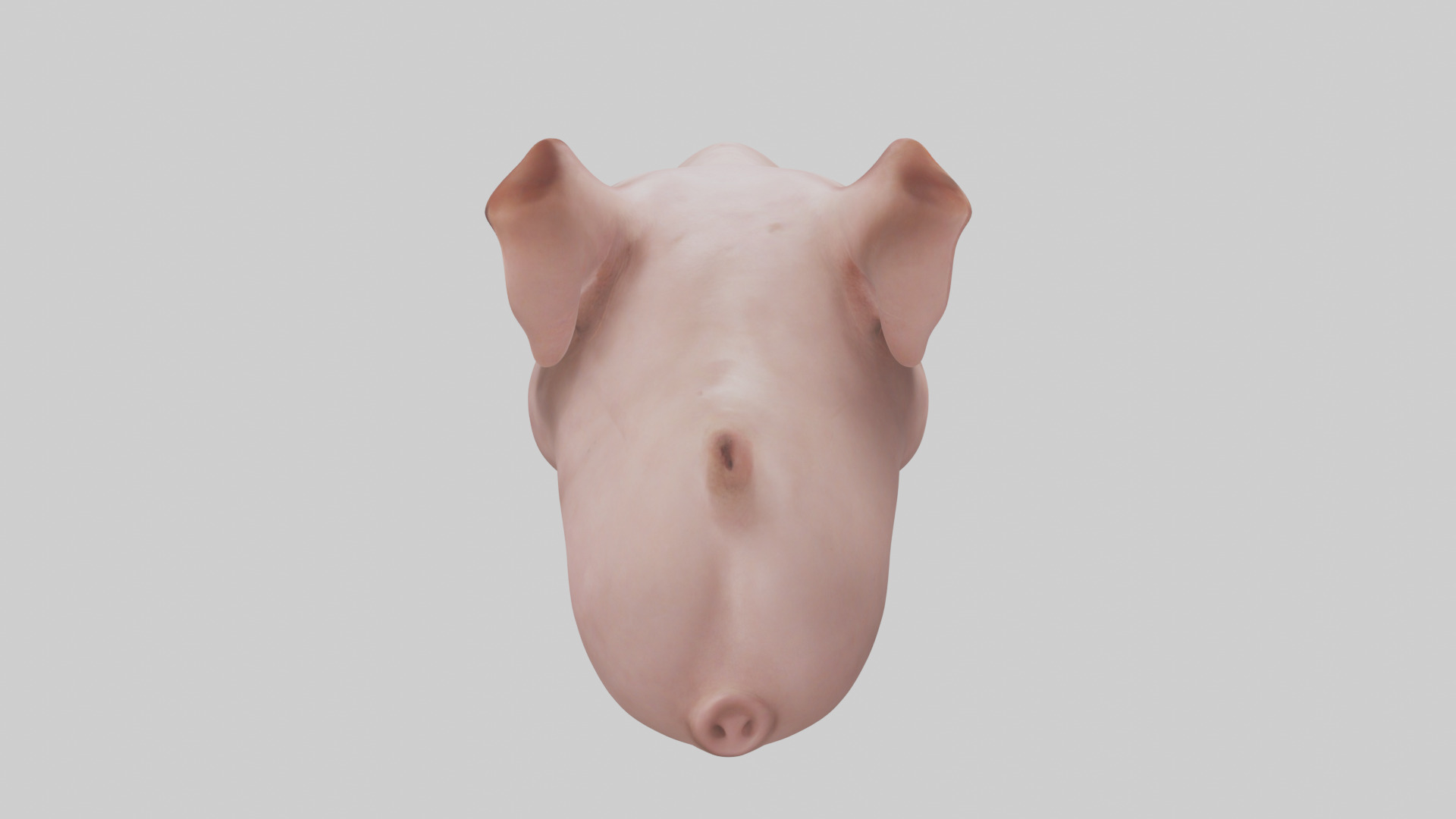 Pig Snout Model Low-poly 3D model_15