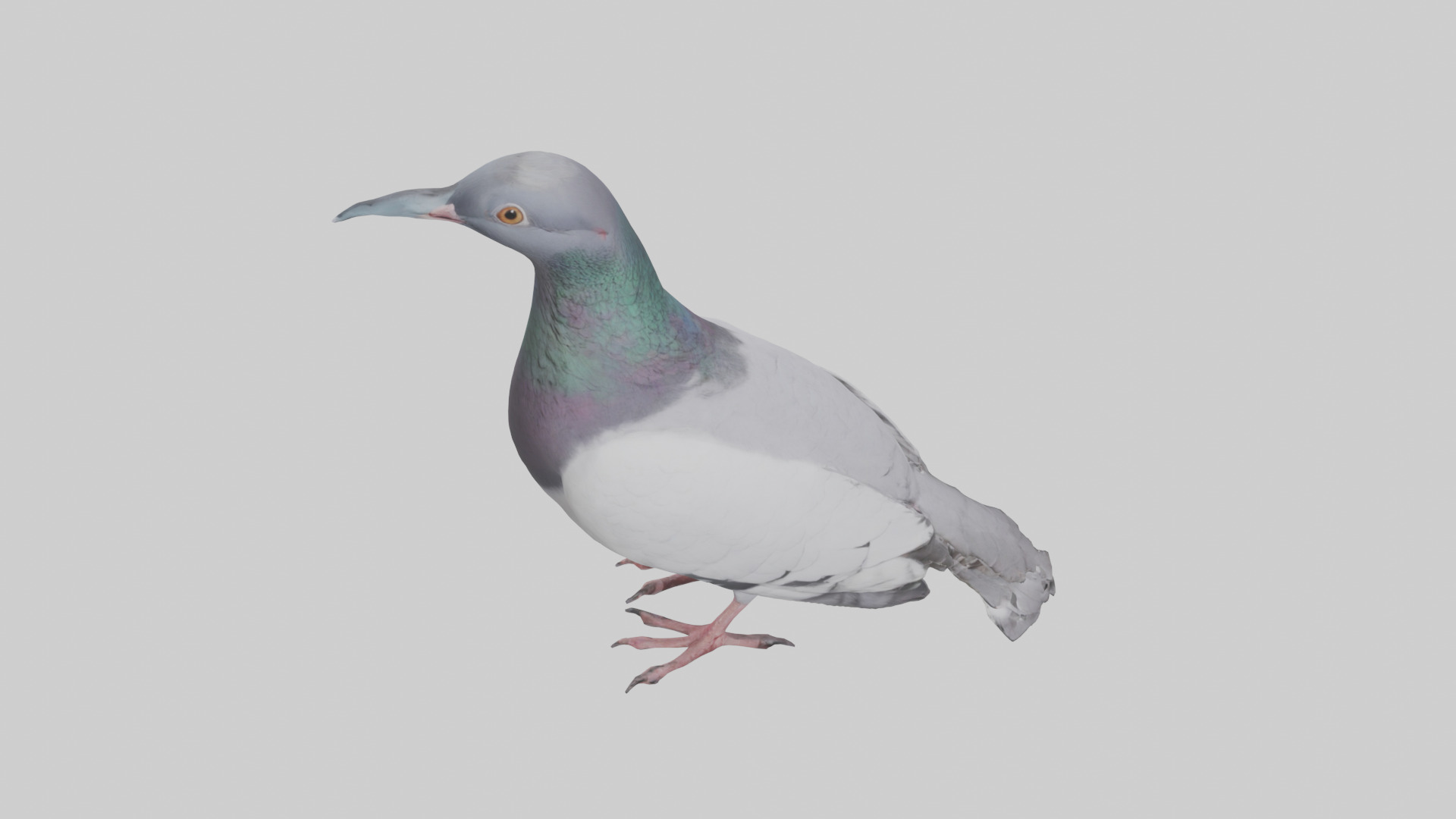 Pigeon cooing model Low-poly 3D model_17