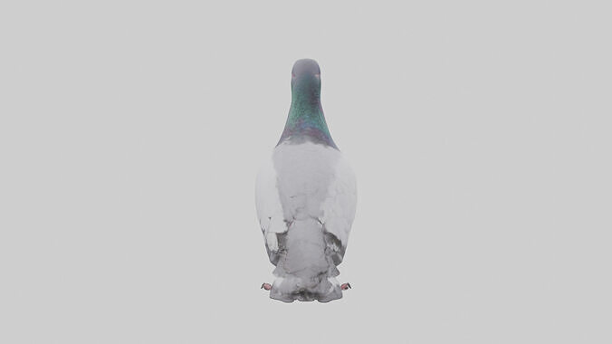 Pigeon cooing model Low-poly 3D model