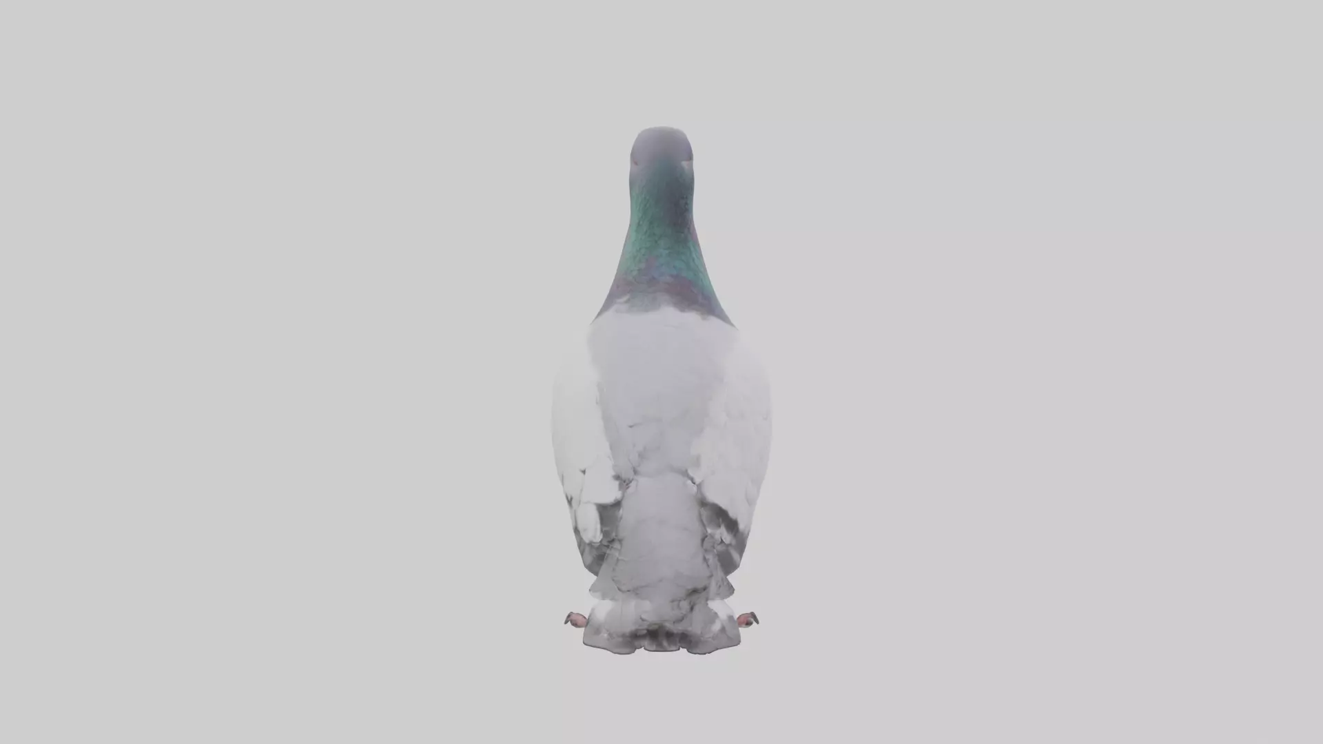Pigeon cooing model Low-poly 3D model_0