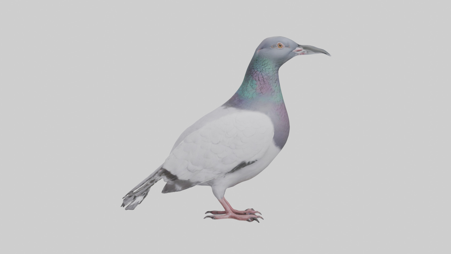 Pigeon cooing model Low-poly 3D model_13