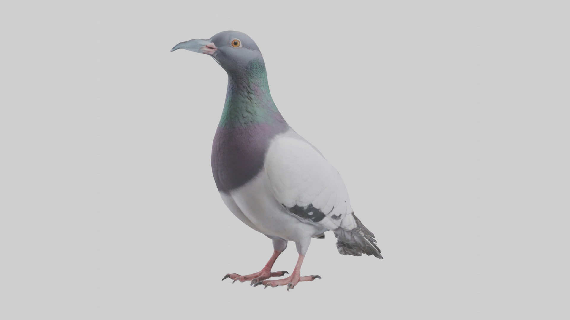 Pigeon cooing model Low-poly 3D model_8