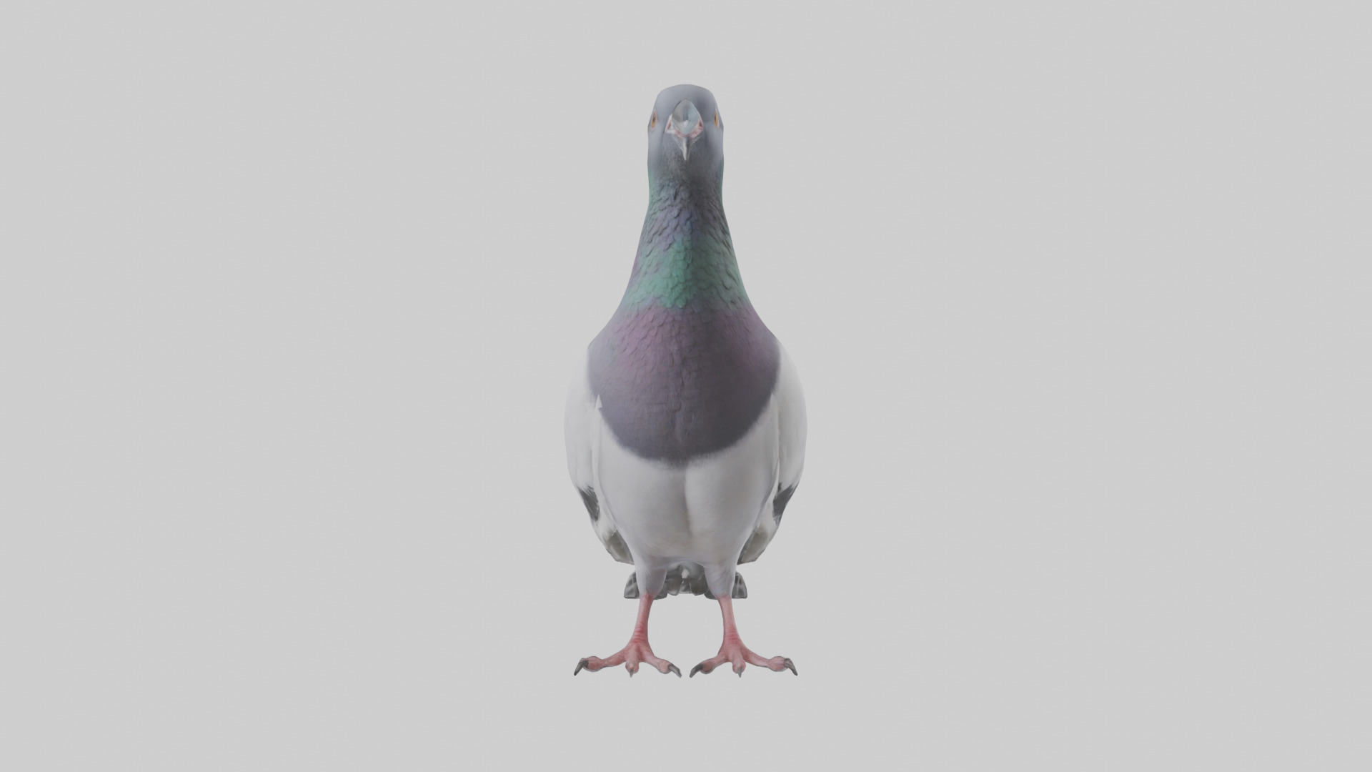 Pigeon cooing model Low-poly 3D model_9