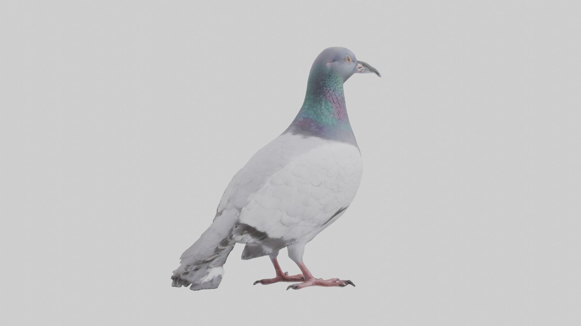 Pigeon cooing model Low-poly 3D model_2