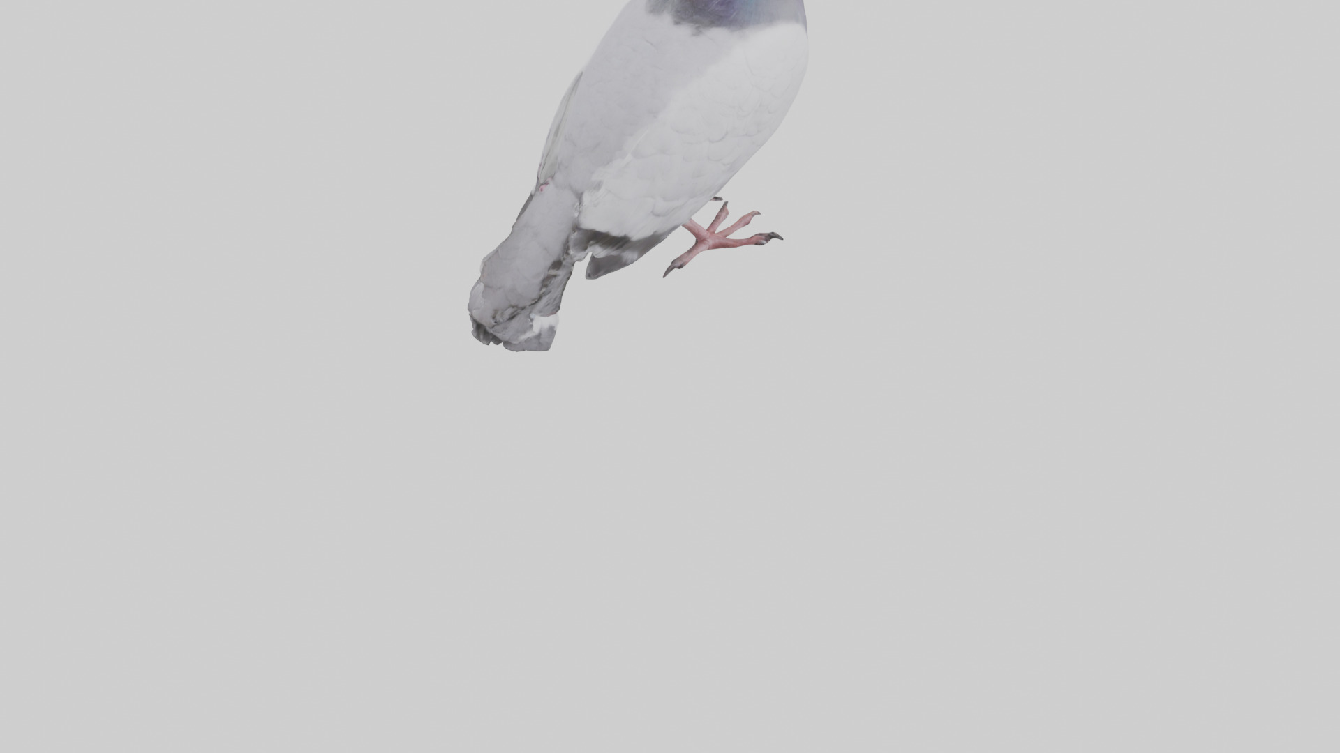 Pigeon cooing model Low-poly 3D model_4