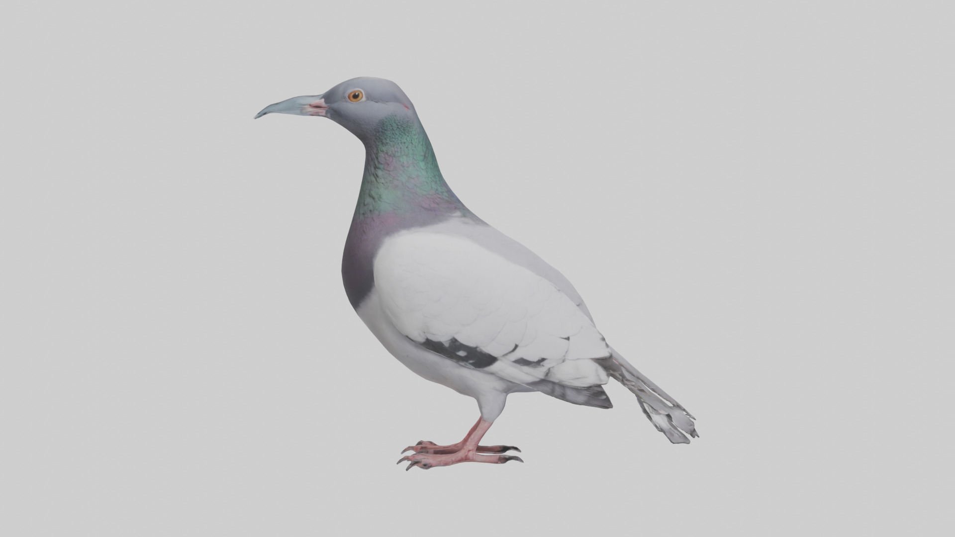 Pigeon cooing model Low-poly 3D model_12