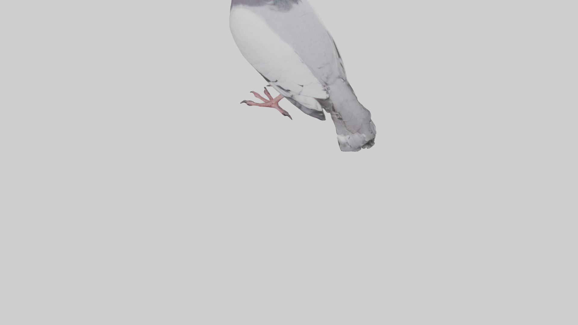 Pigeon cooing model Low-poly 3D model_3