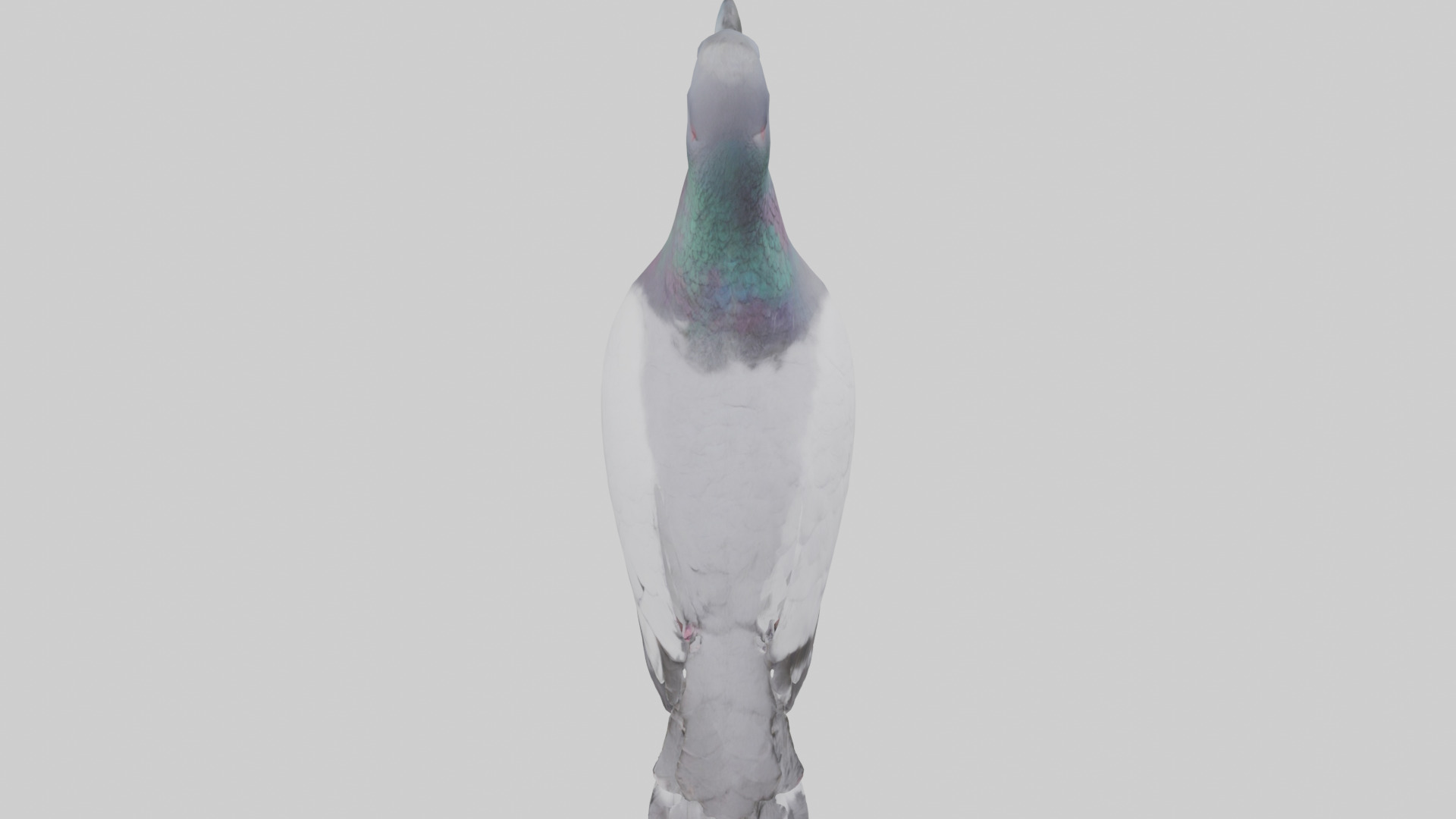 Pigeon cooing model Low-poly 3D model_15