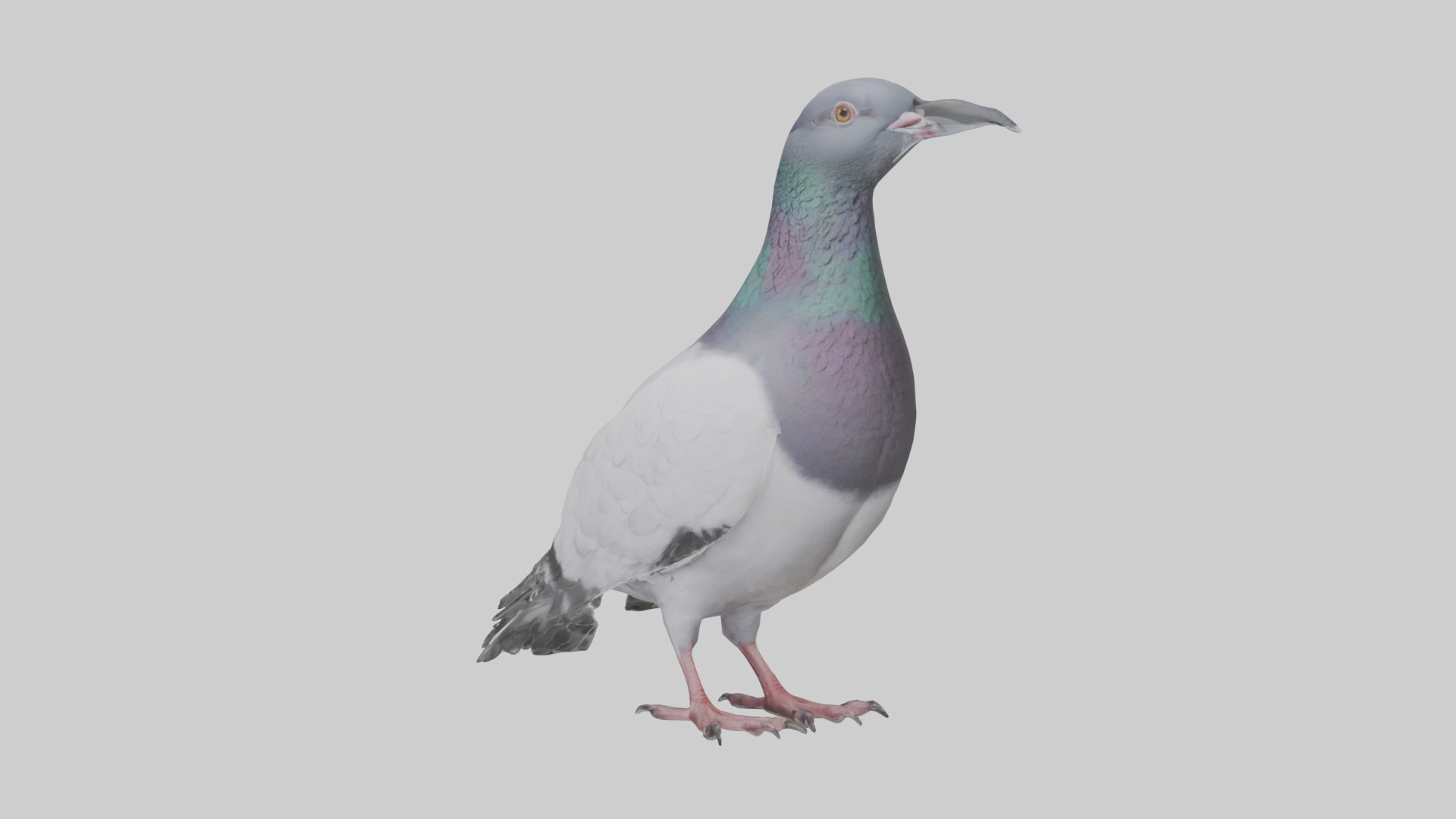 Pigeon cooing model Low-poly 3D model_11