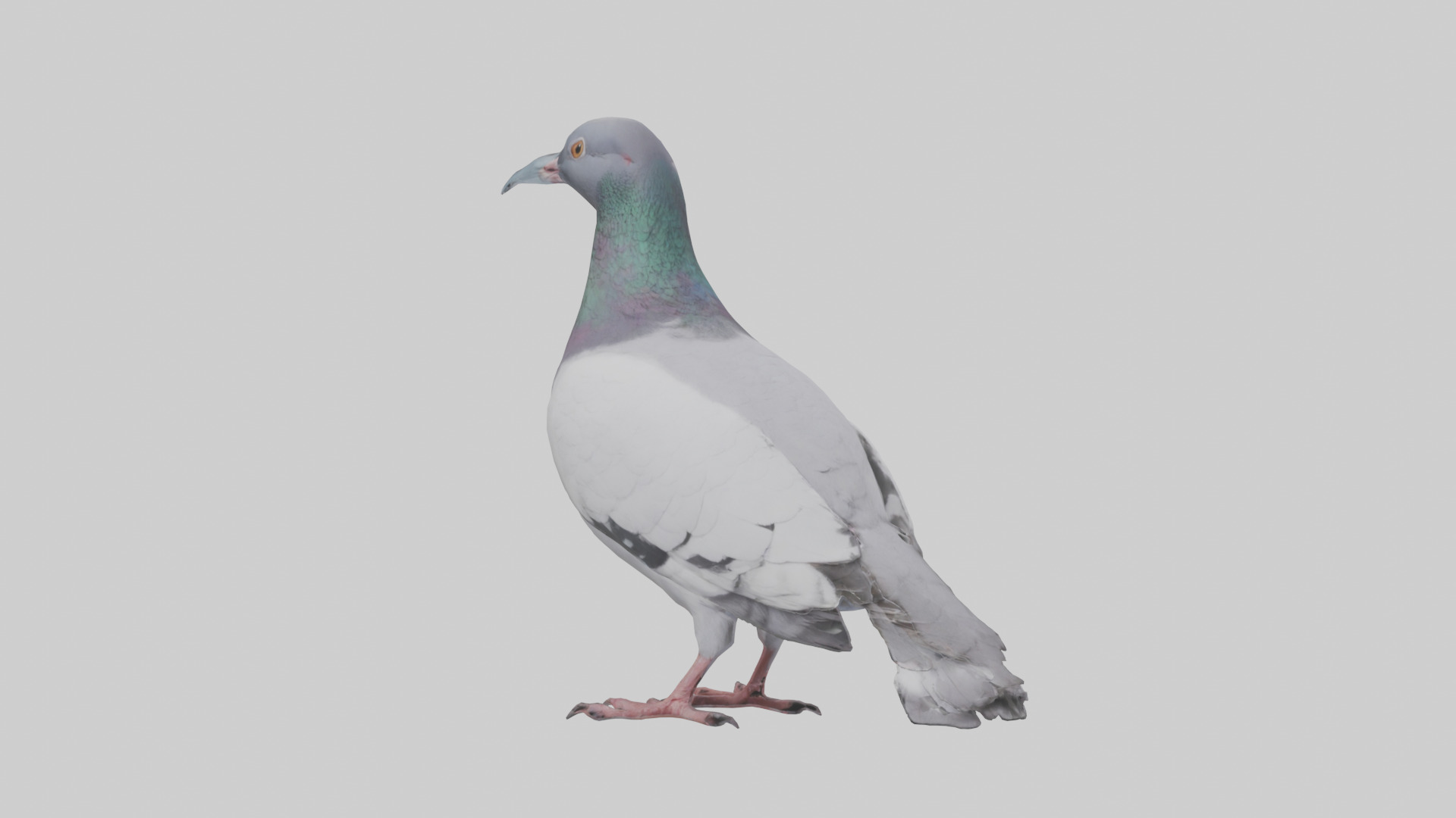 Pigeon cooing model Low-poly 3D model_1