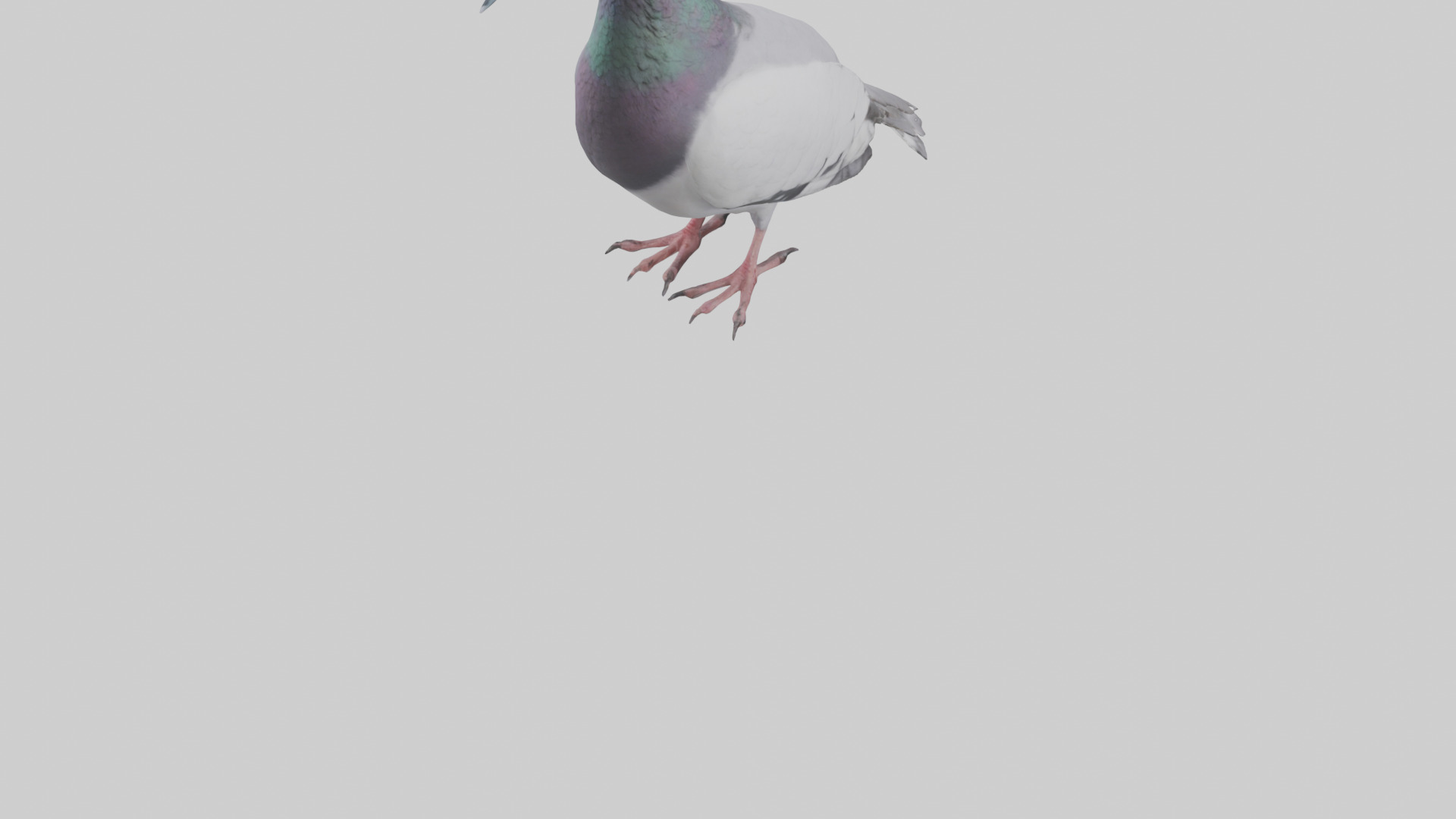 Pigeon cooing model Low-poly 3D model_5