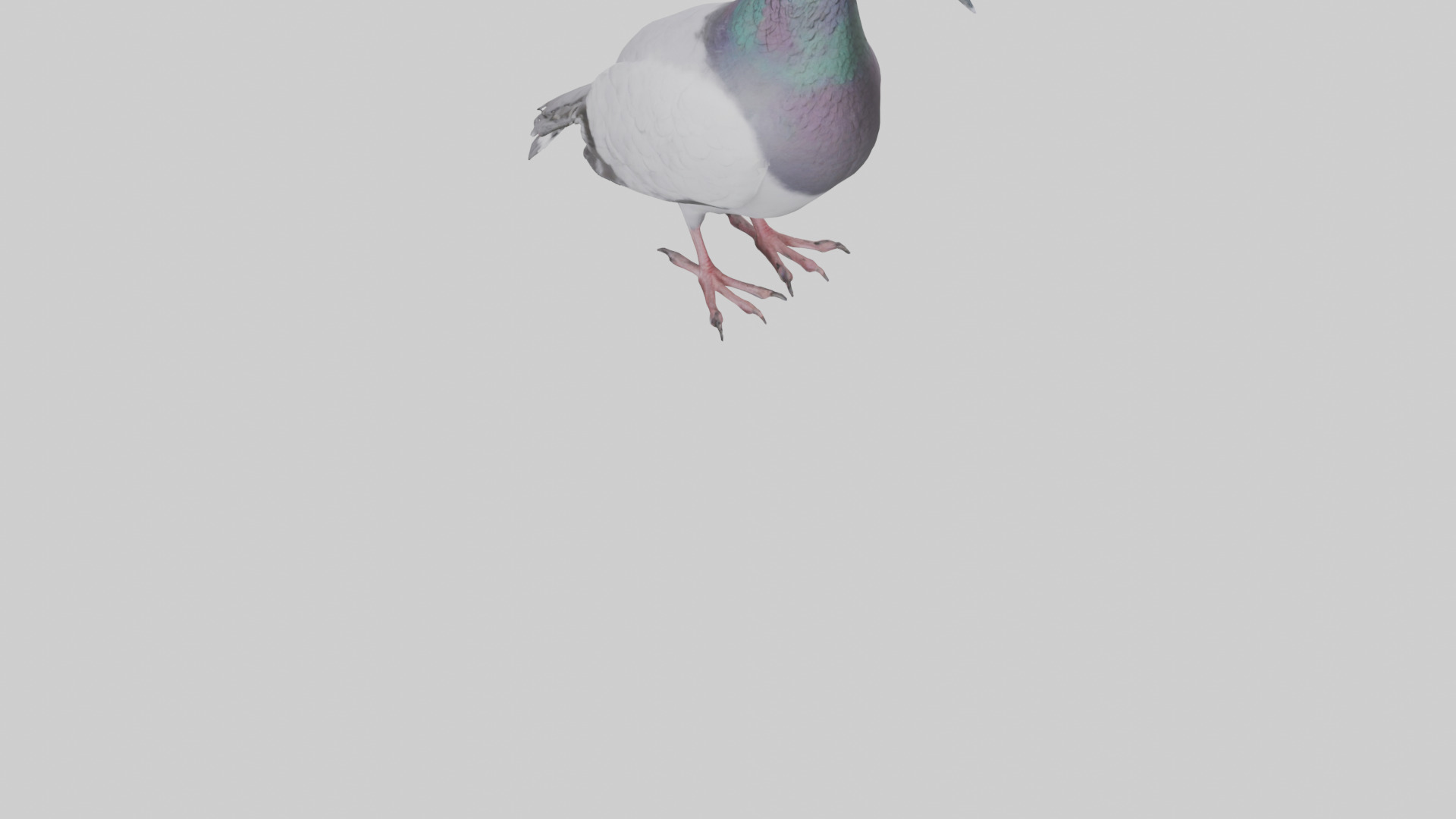 Pigeon cooing model Low-poly 3D model_6