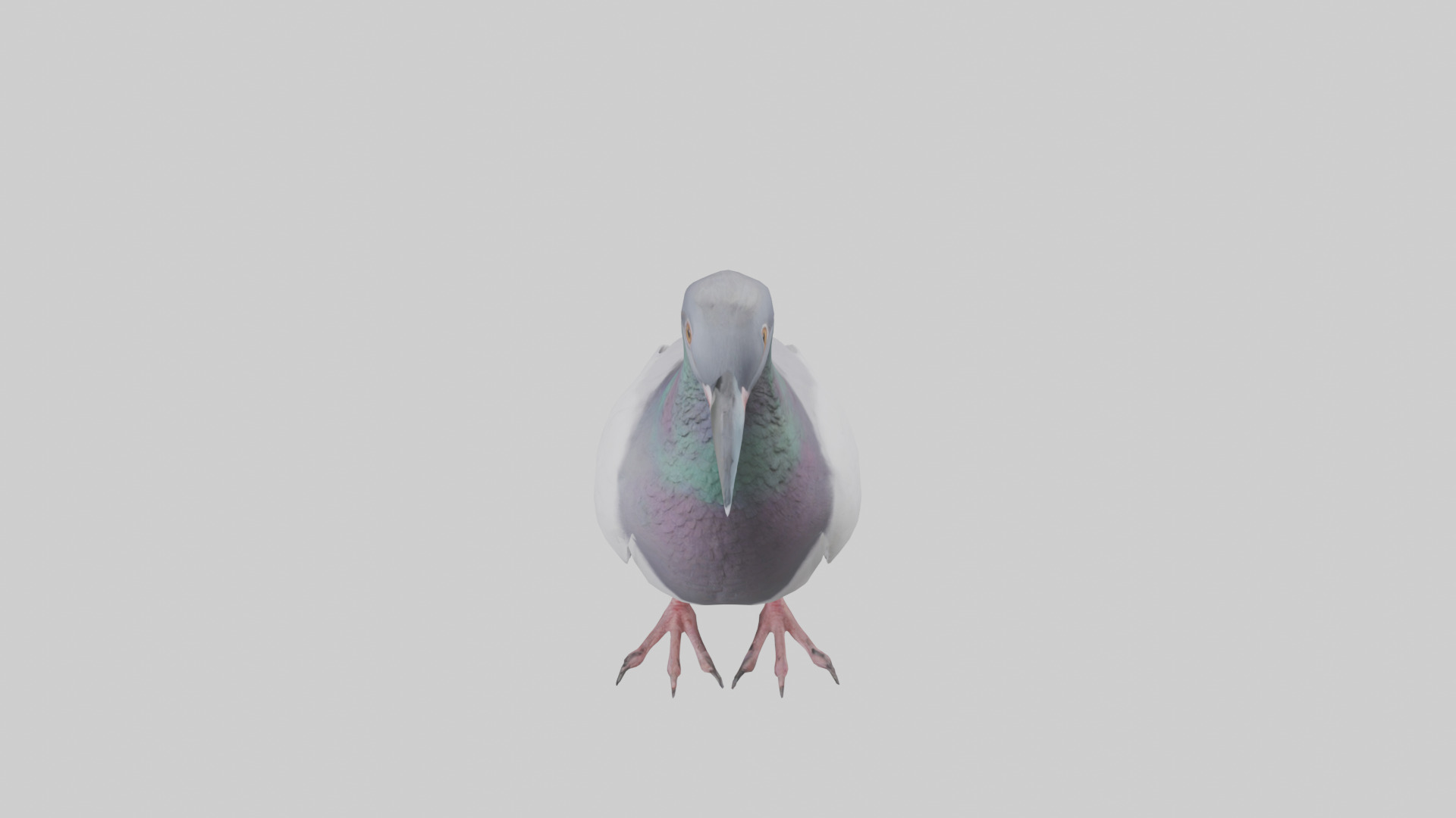 Pigeon cooing model Low-poly 3D model_16
