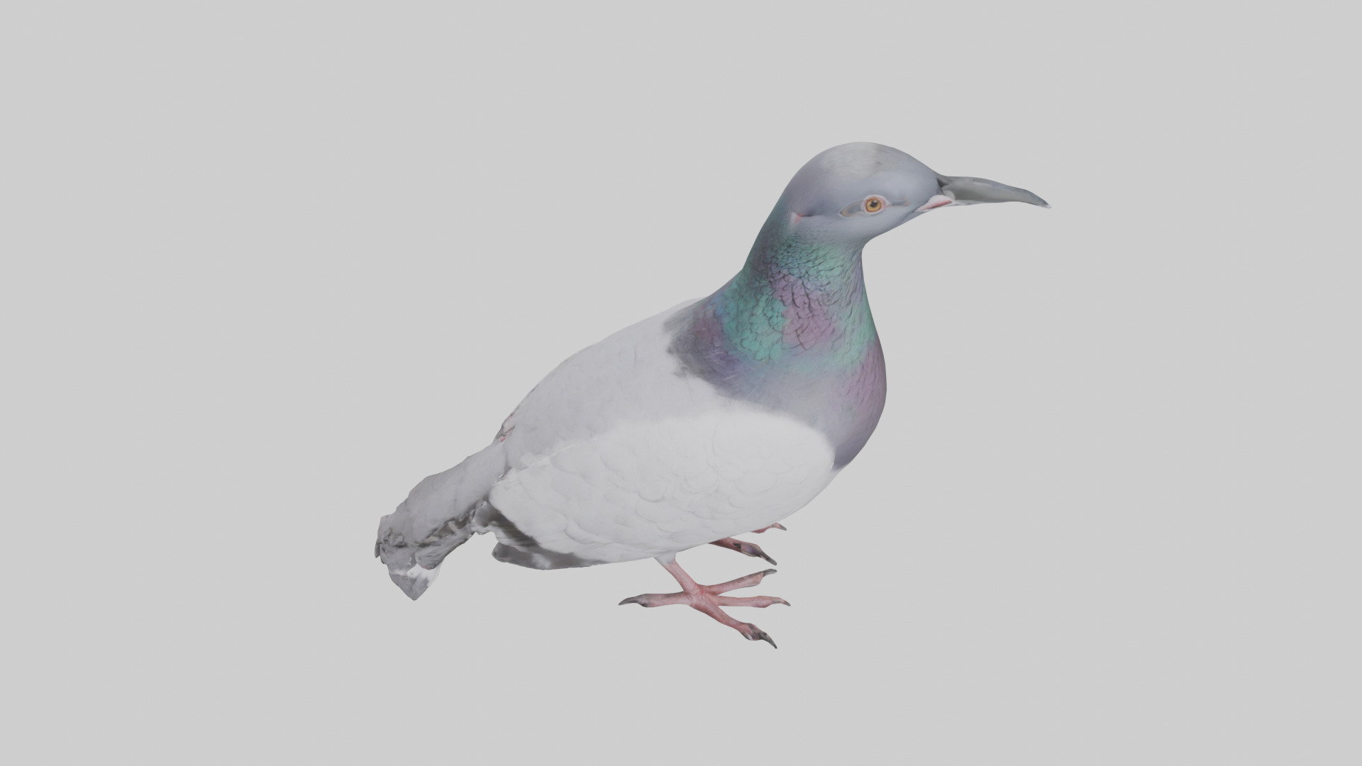 Pigeon cooing model Low-poly 3D model_18